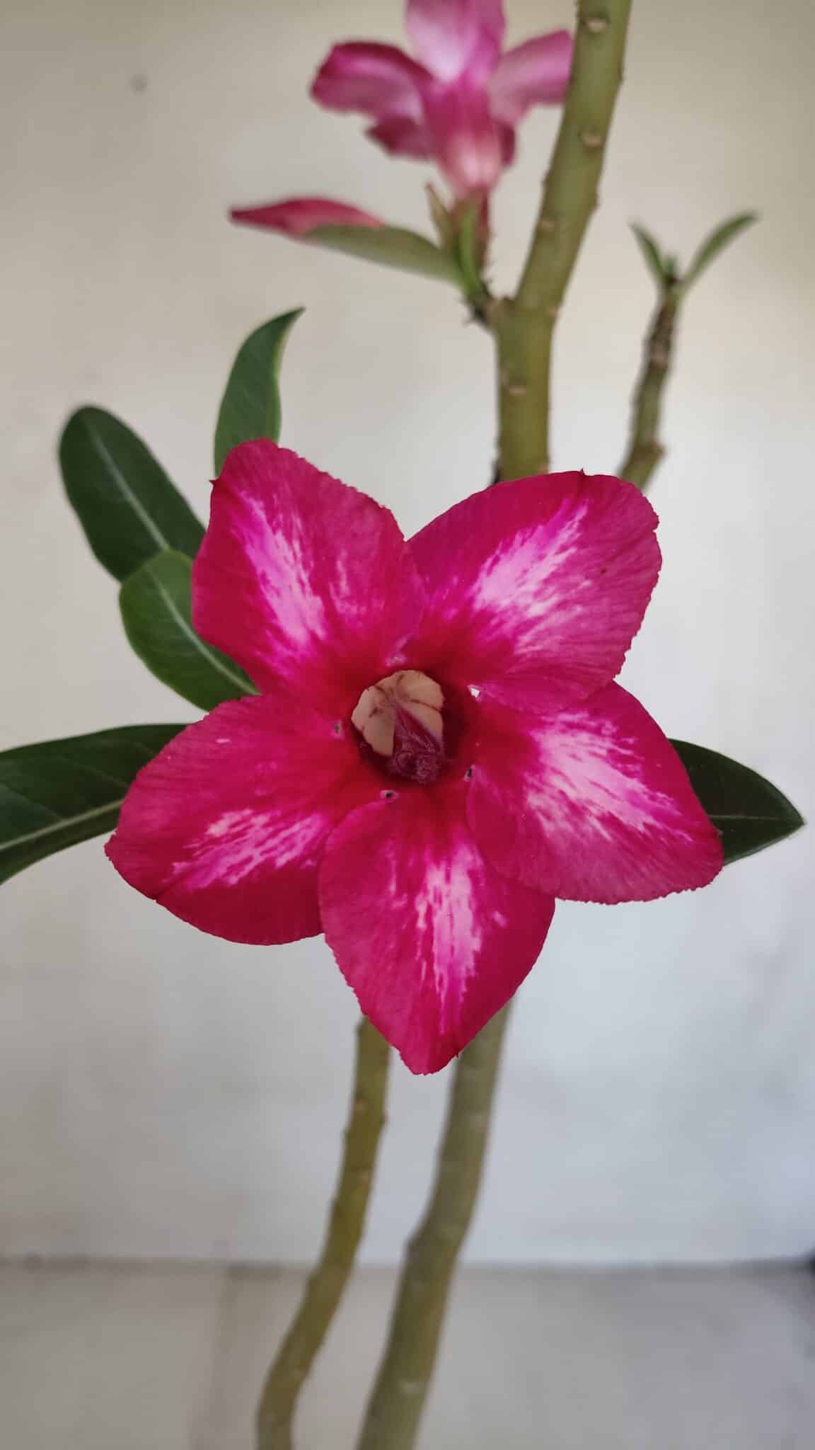 Planta Simples 3081 – 35cm – 03 anos