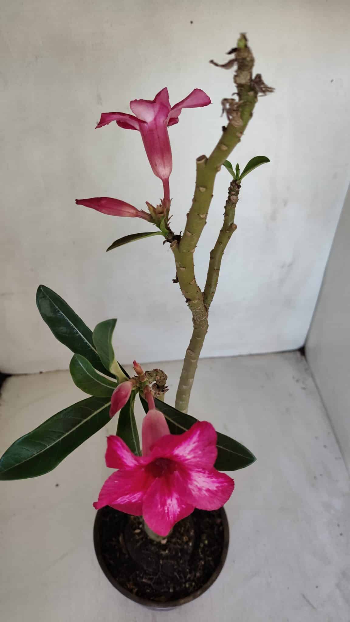 Planta Simples 3081 – 35cm – 03 anos