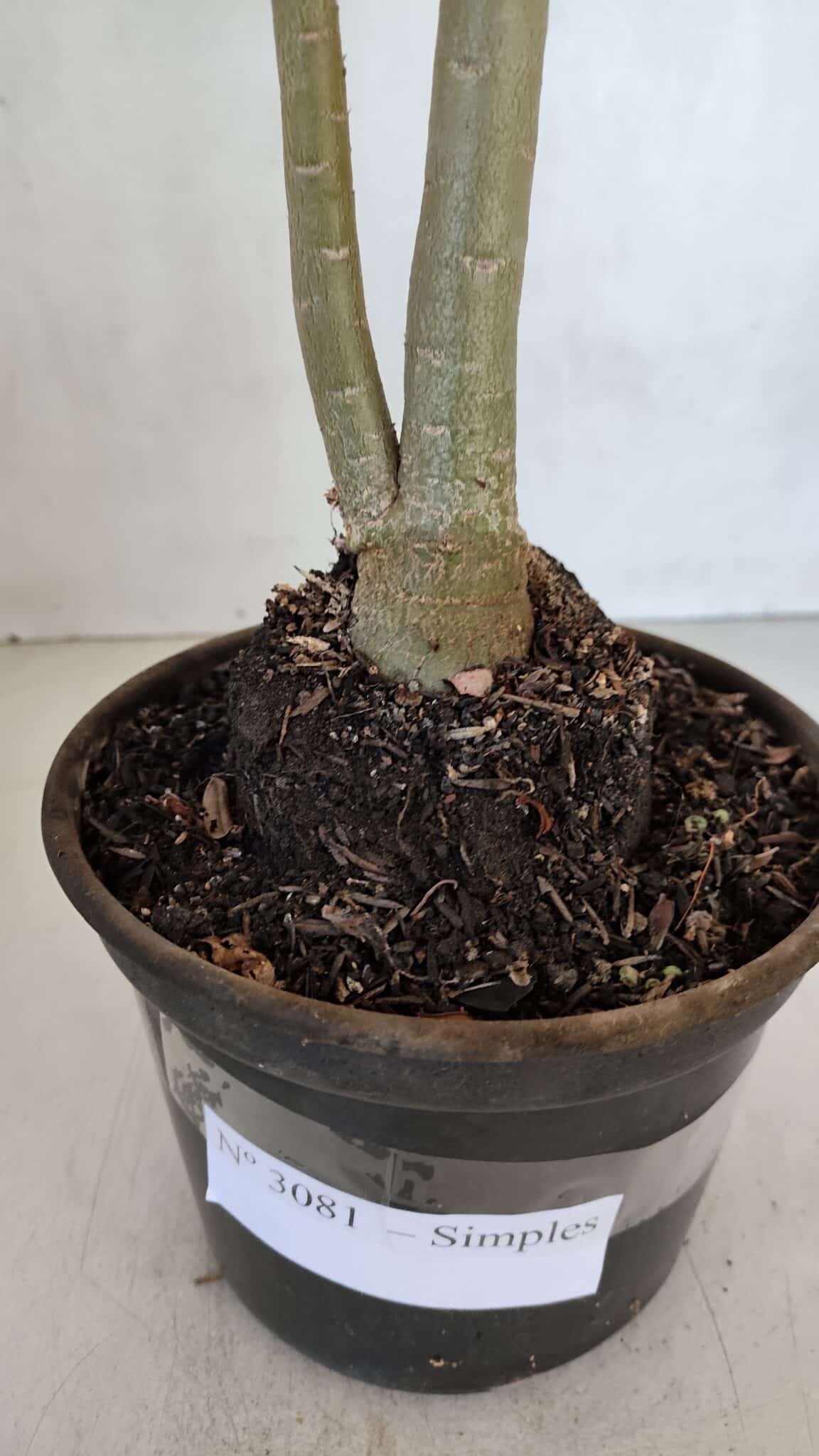 Planta Simples 3081 – 35cm – 03 anos