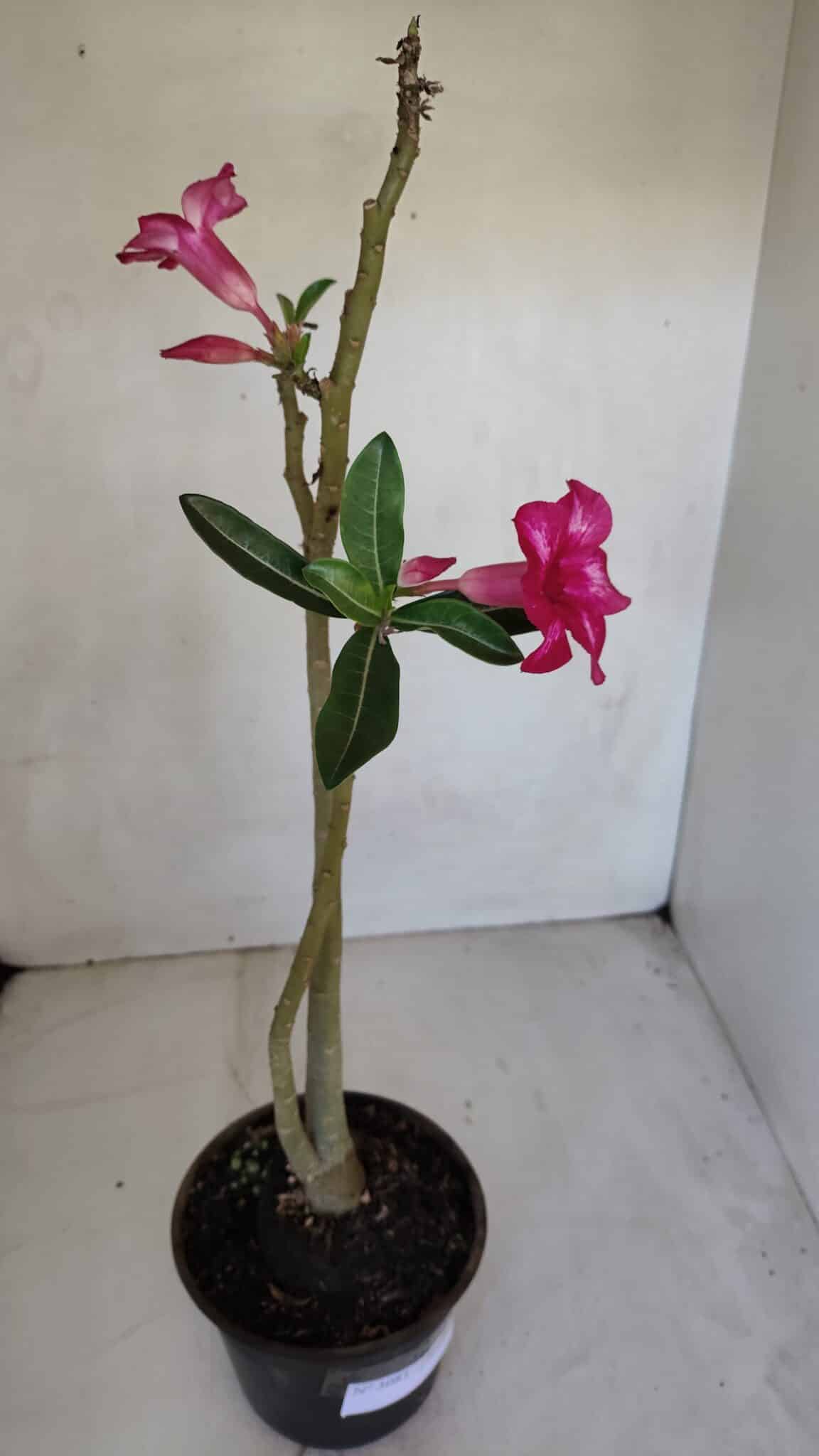 Planta Simples 3081 – 35cm – 03 anos