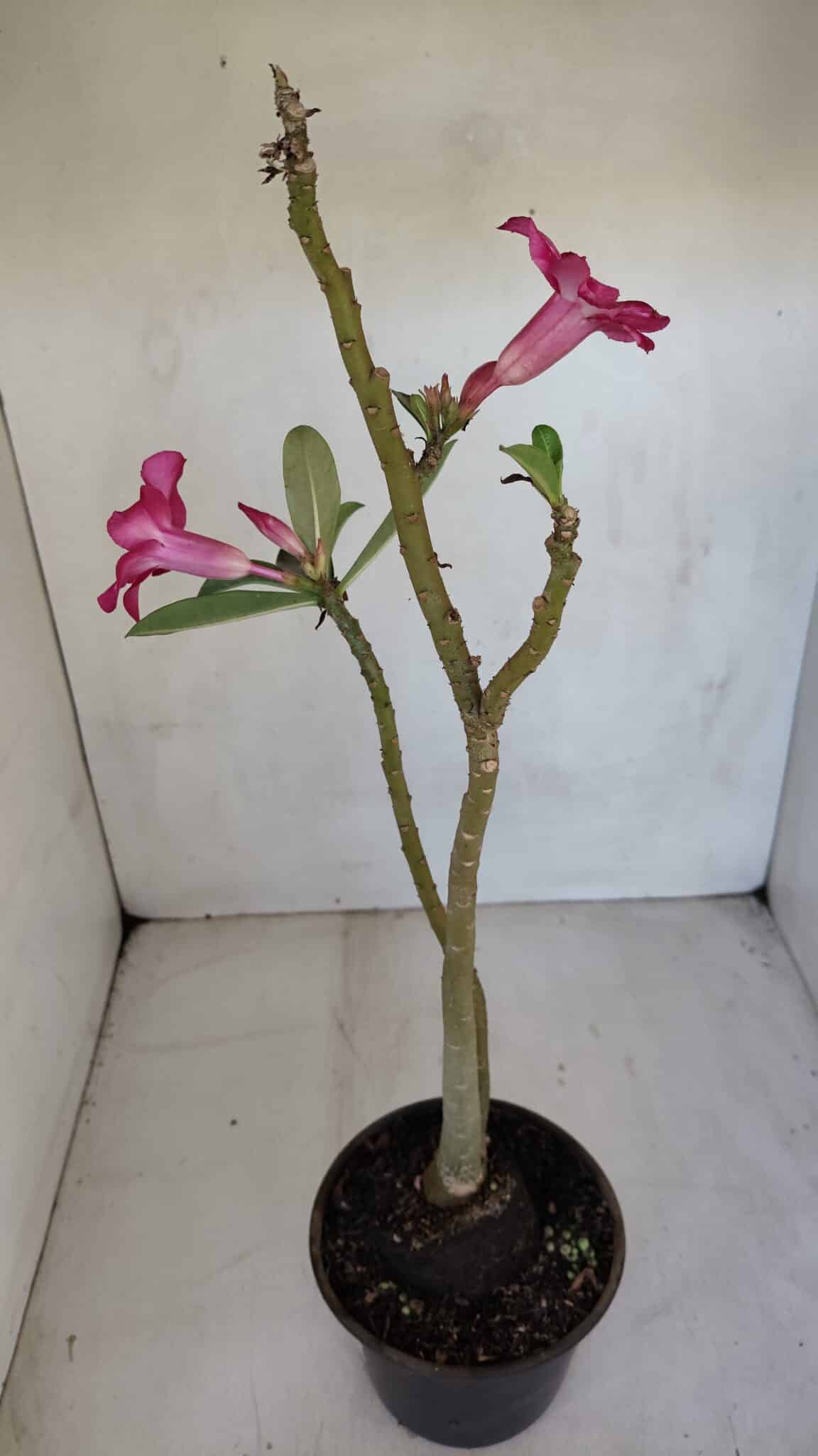 Planta Simples 3081 – 35cm – 03 anos