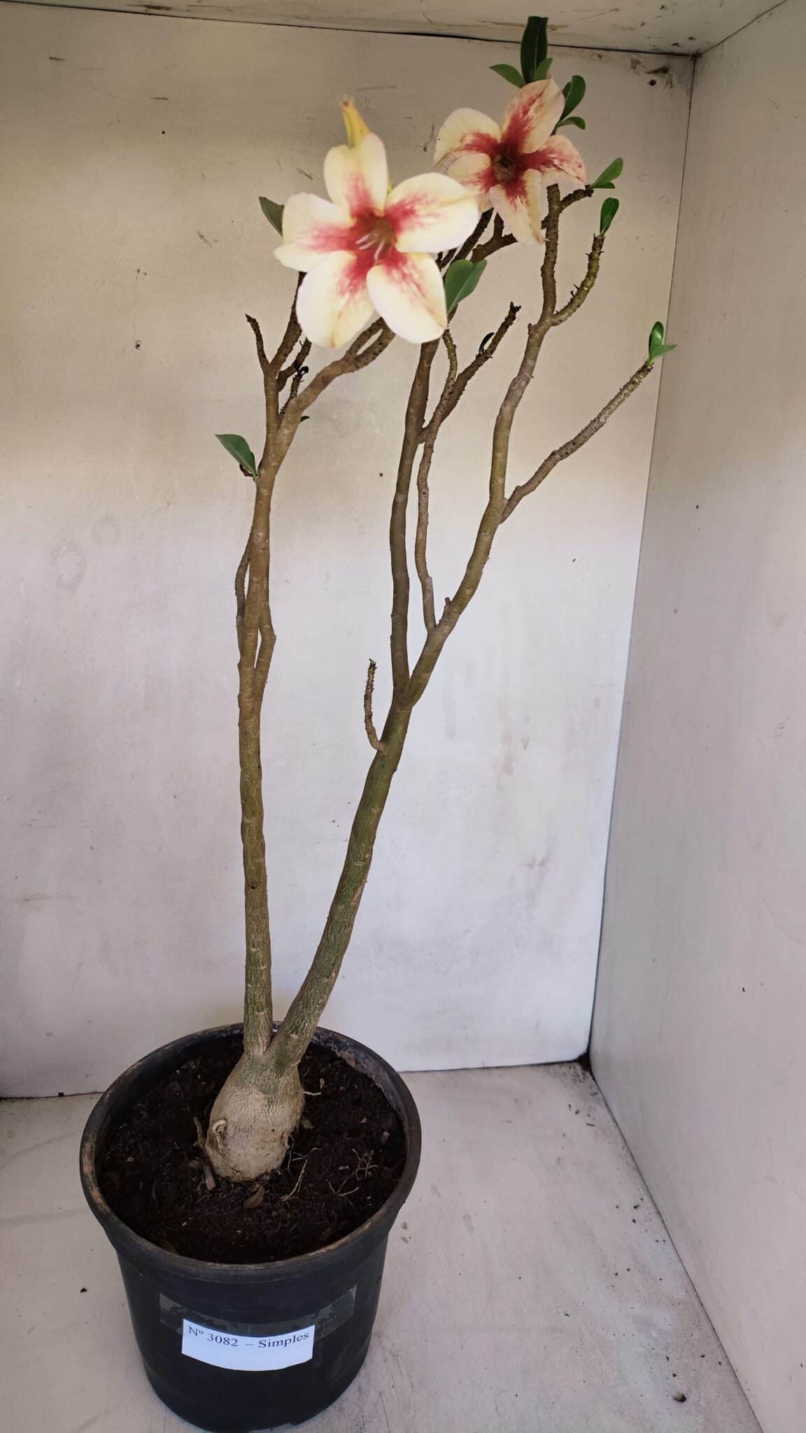 Planta Simples 3082 – 50cm – 03 anos