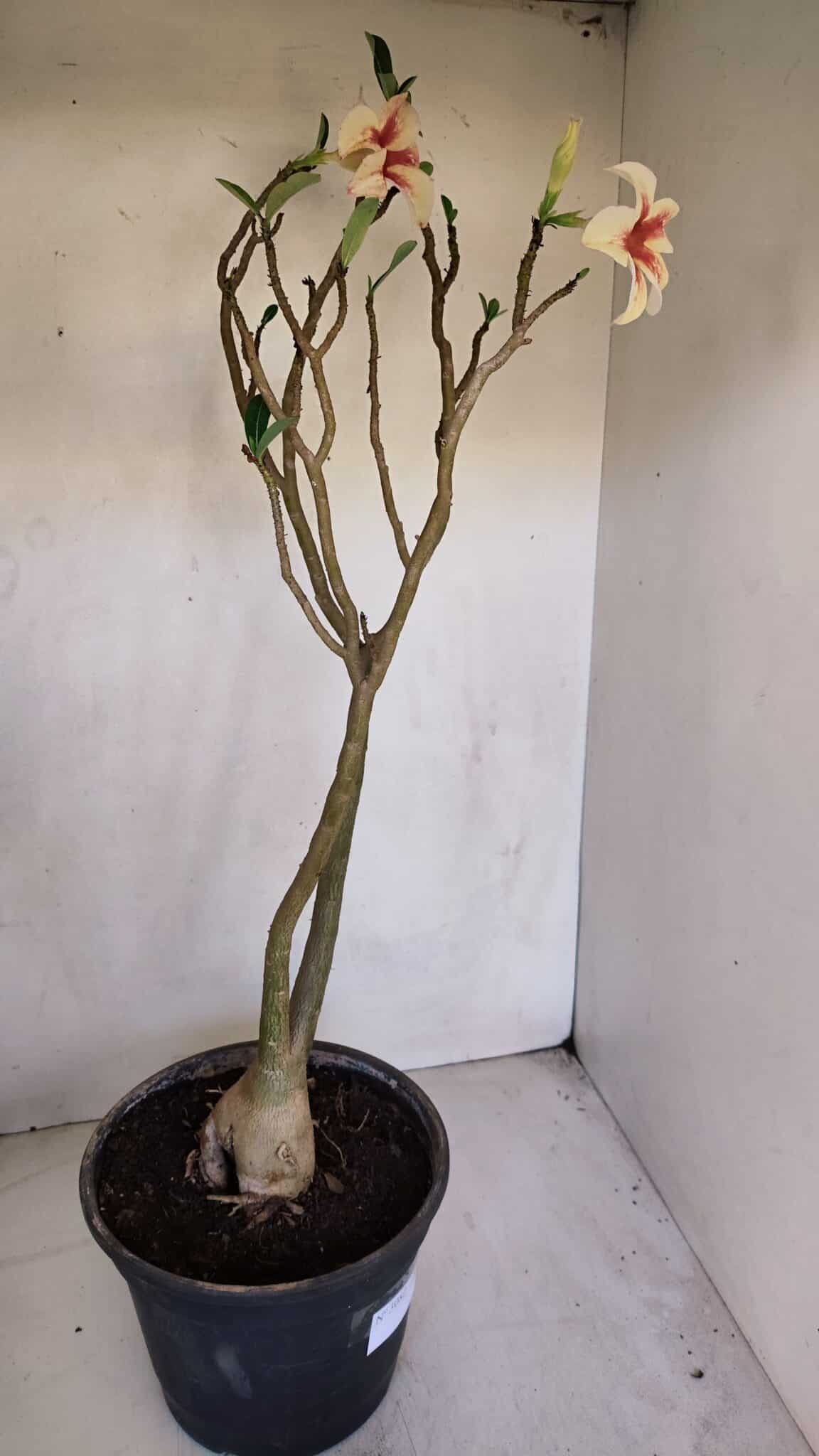 Planta Simples 3082 – 50cm – 03 anos