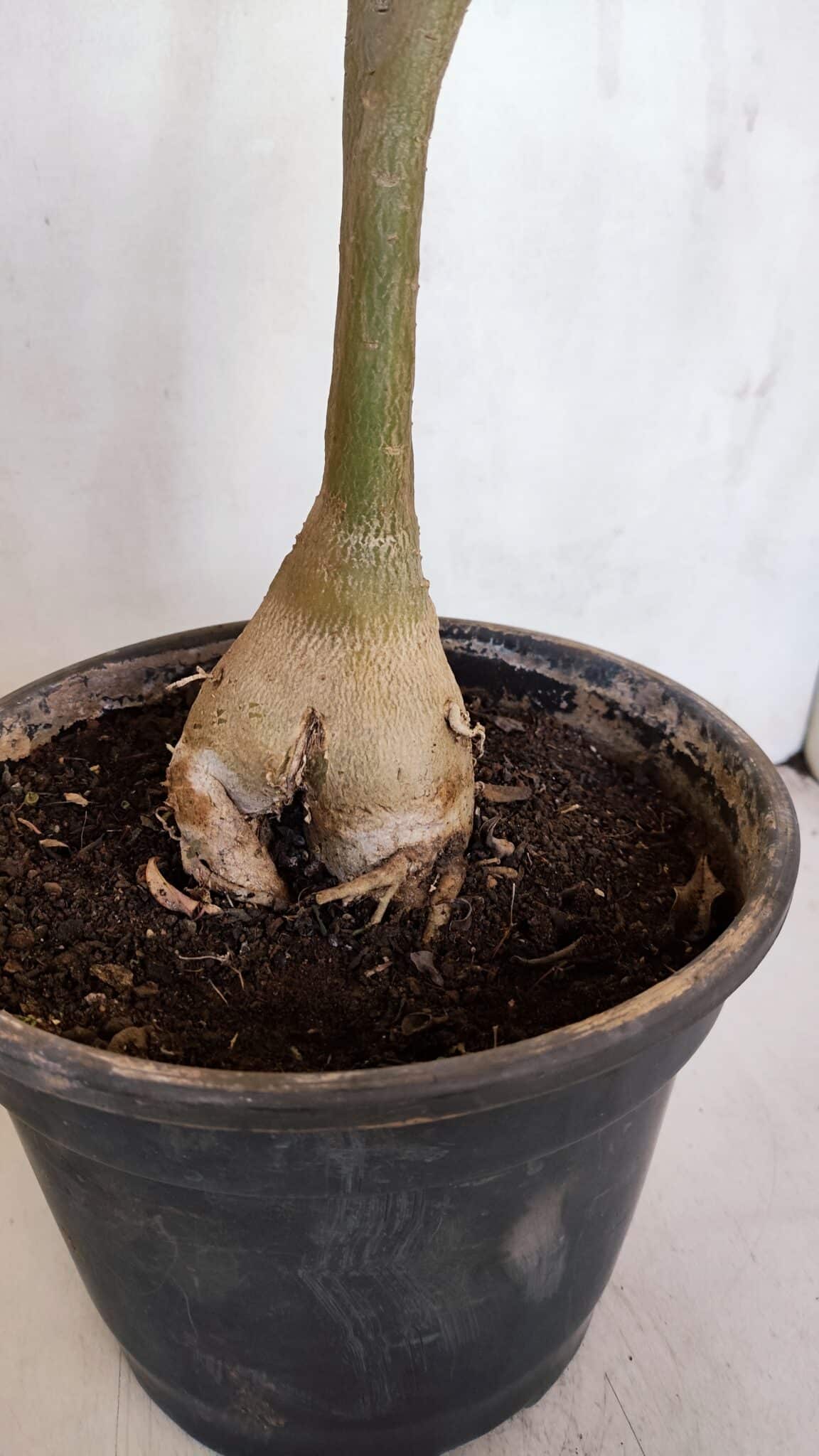 Planta Simples 3082 – 50cm – 03 anos