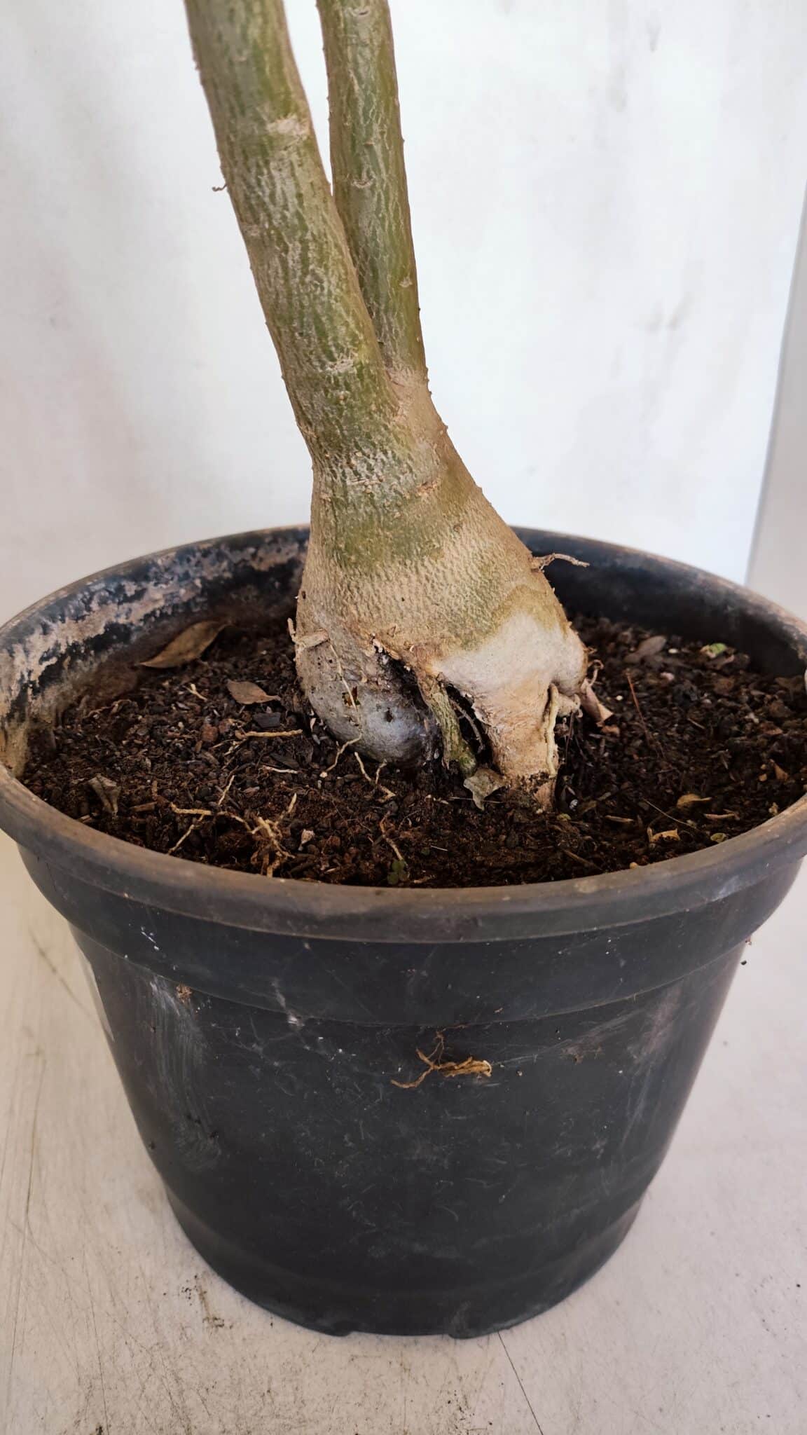 Planta Simples 3082 – 50cm – 03 anos