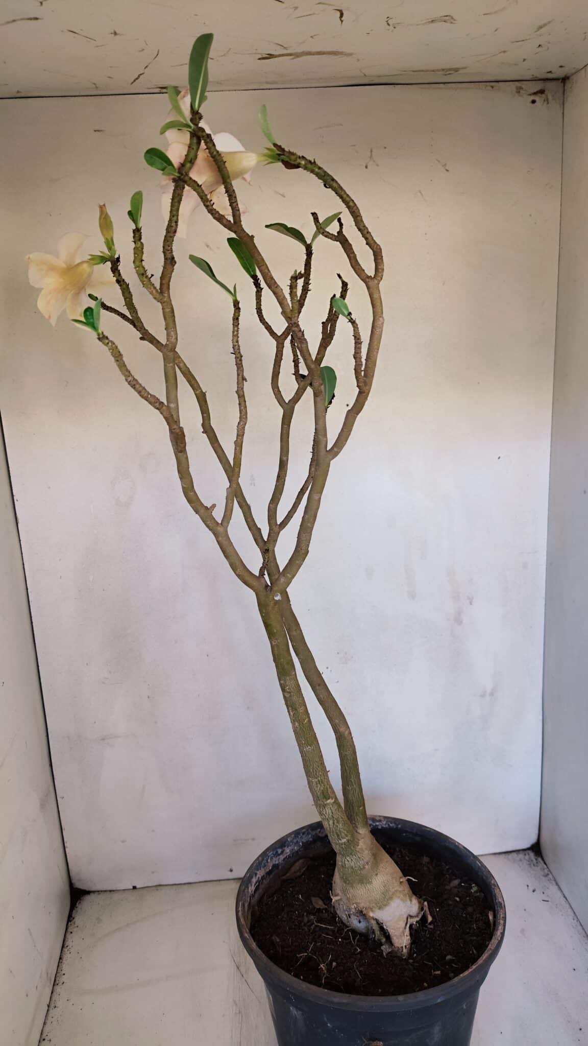 Planta Simples 3082 – 50cm – 03 anos