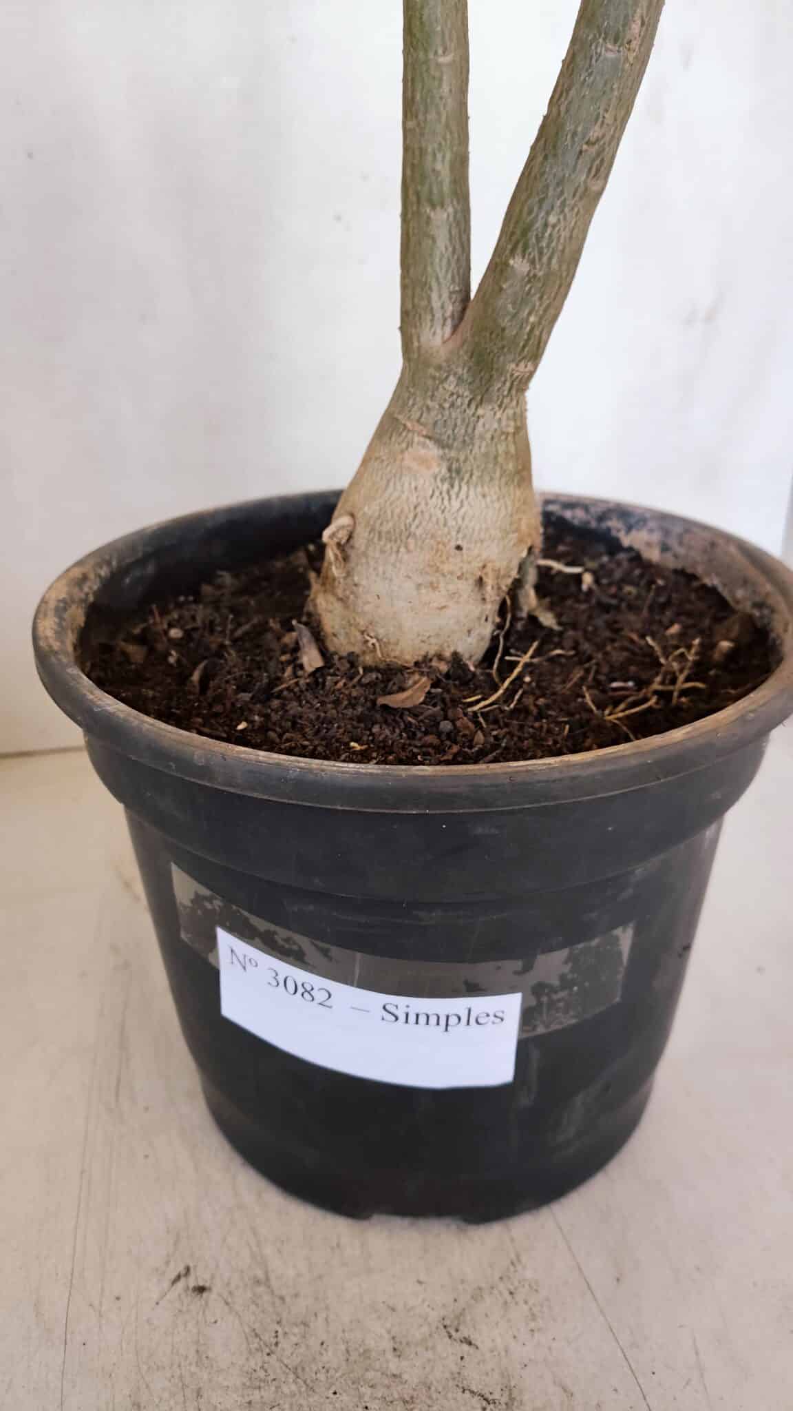 Planta Simples 3082 – 50cm – 03 anos