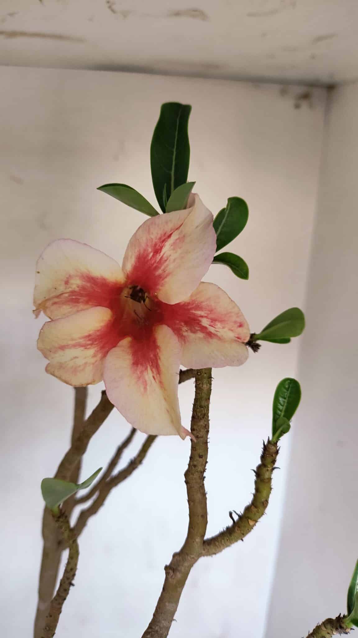 Planta Simples 3082 – 50cm – 03 anos
