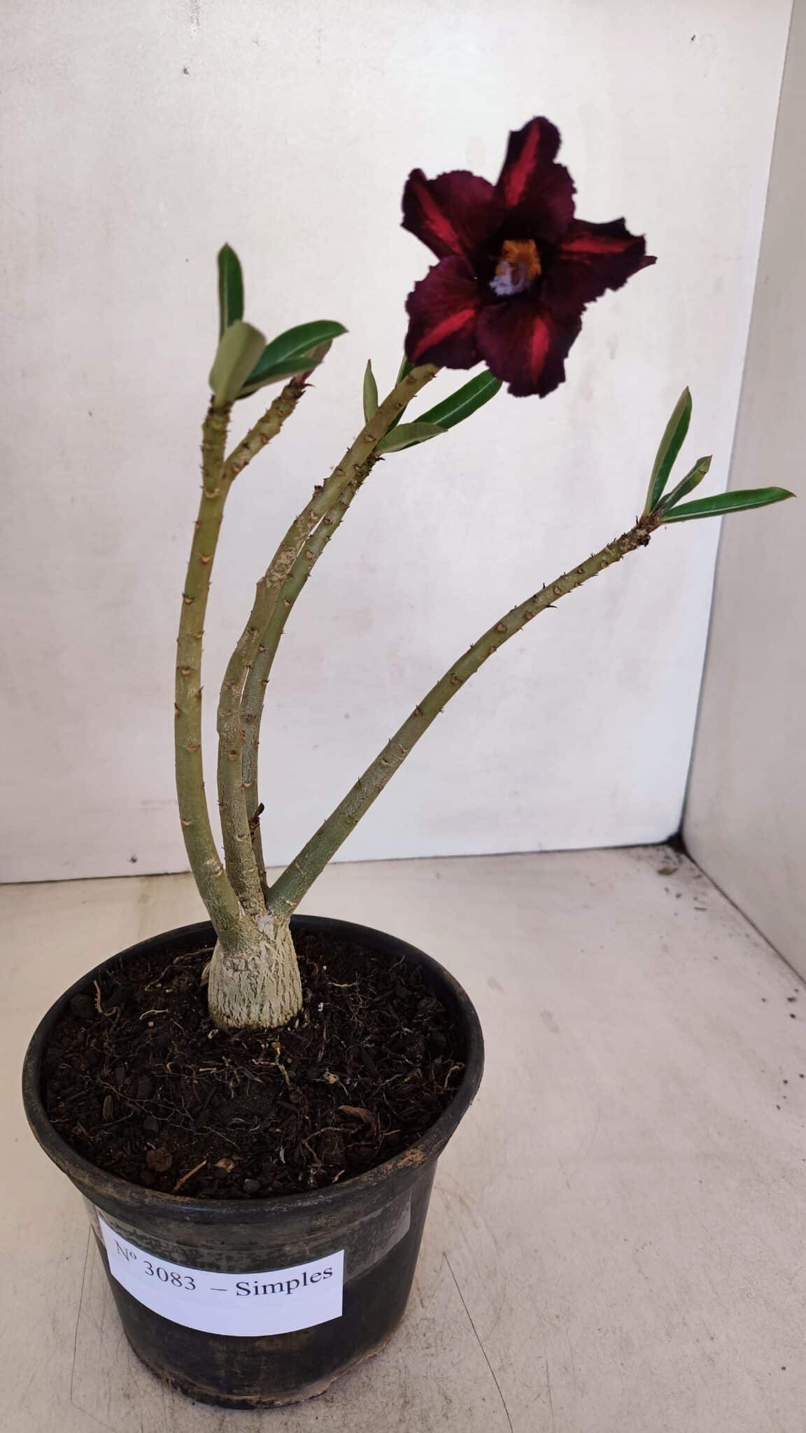 Planta Simples 3083 – 30cm – 02 anos