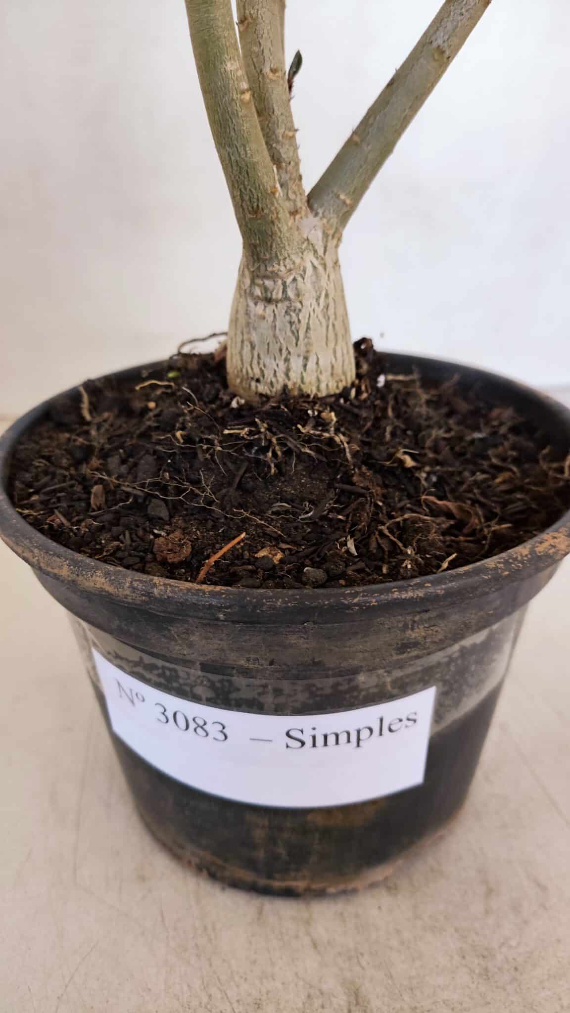 Planta Simples 3083 – 30cm – 02 anos