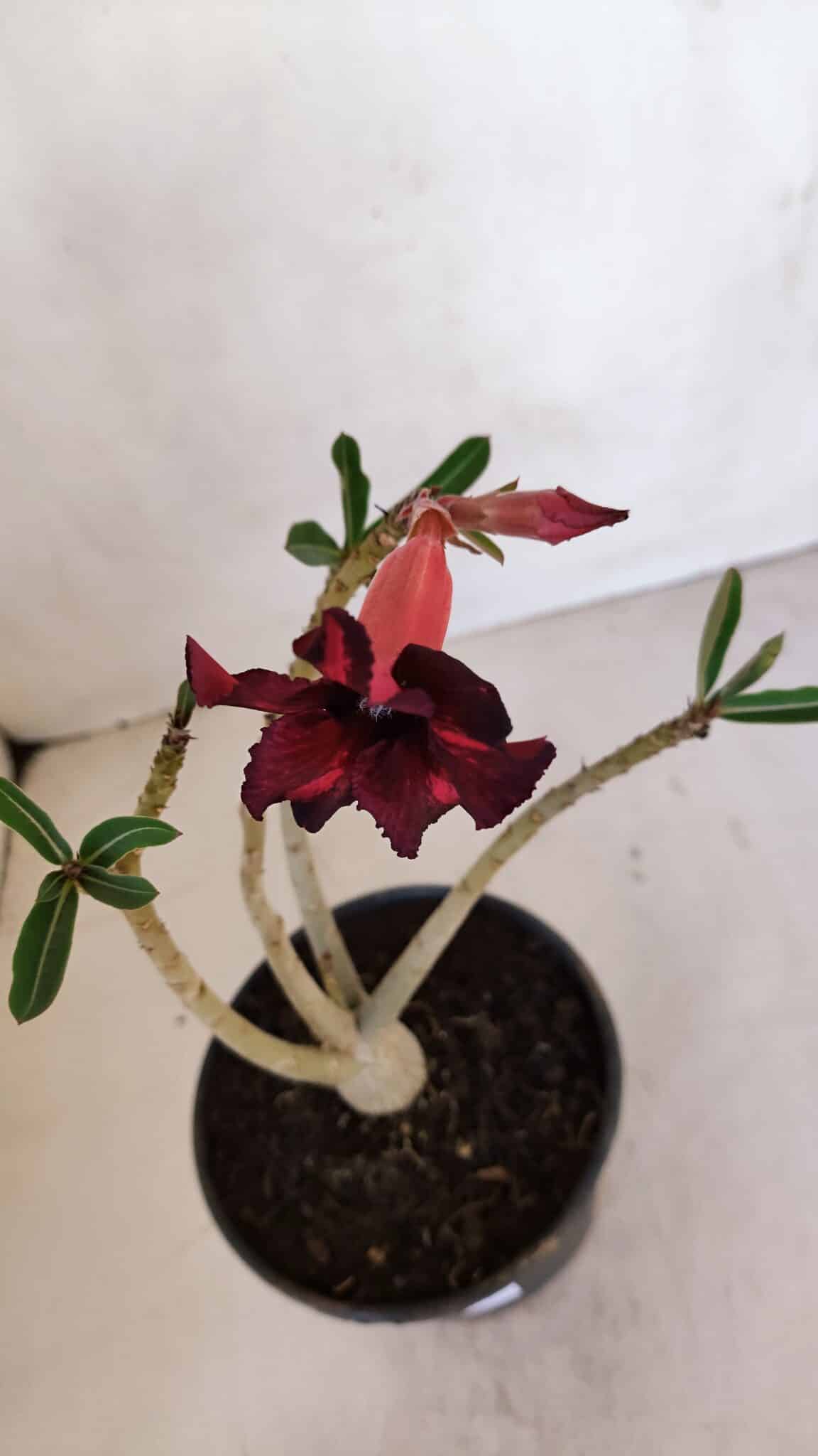 Planta Simples 3083 – 30cm – 02 anos