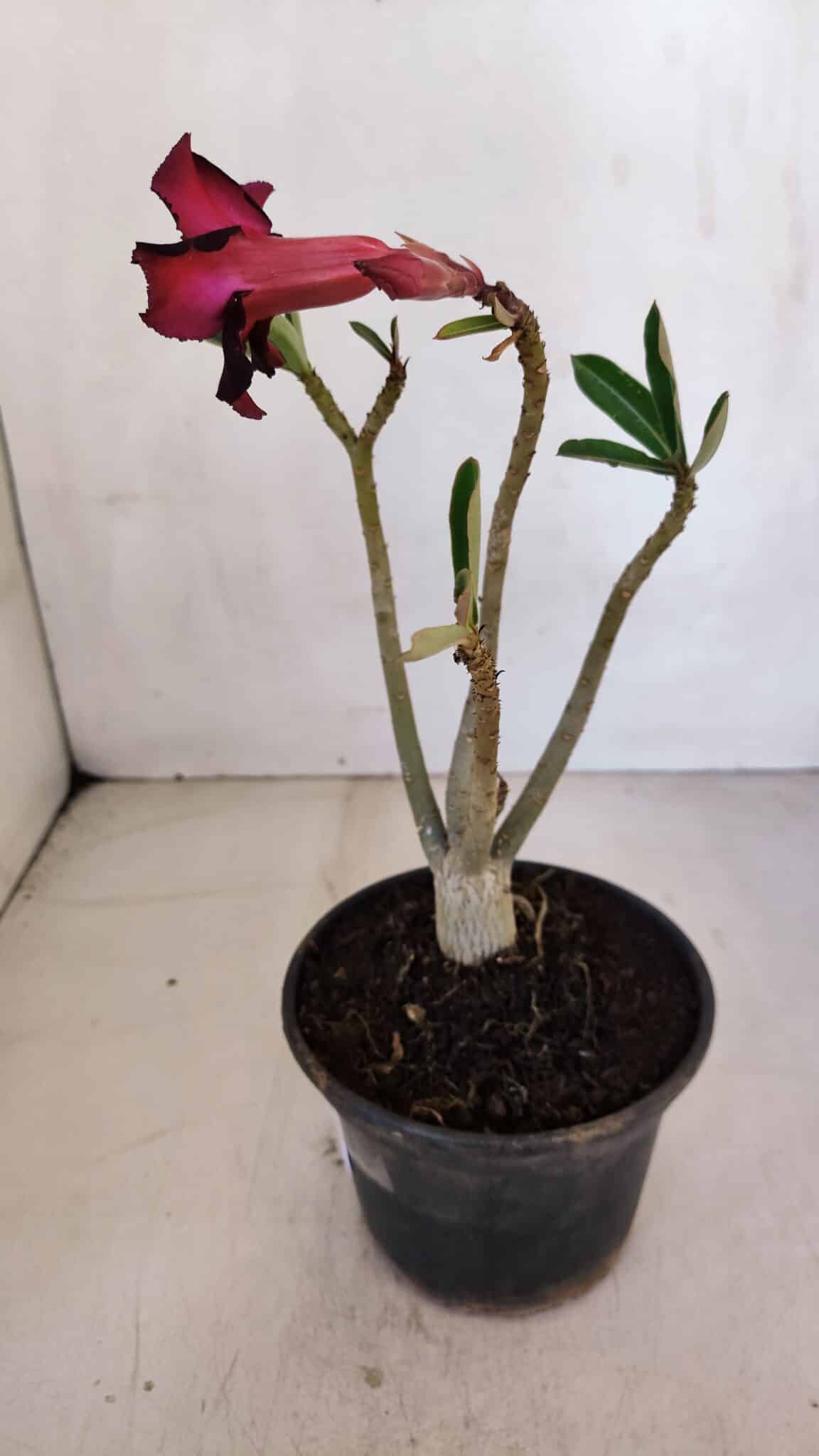 Planta Simples 3083 – 30cm – 02 anos