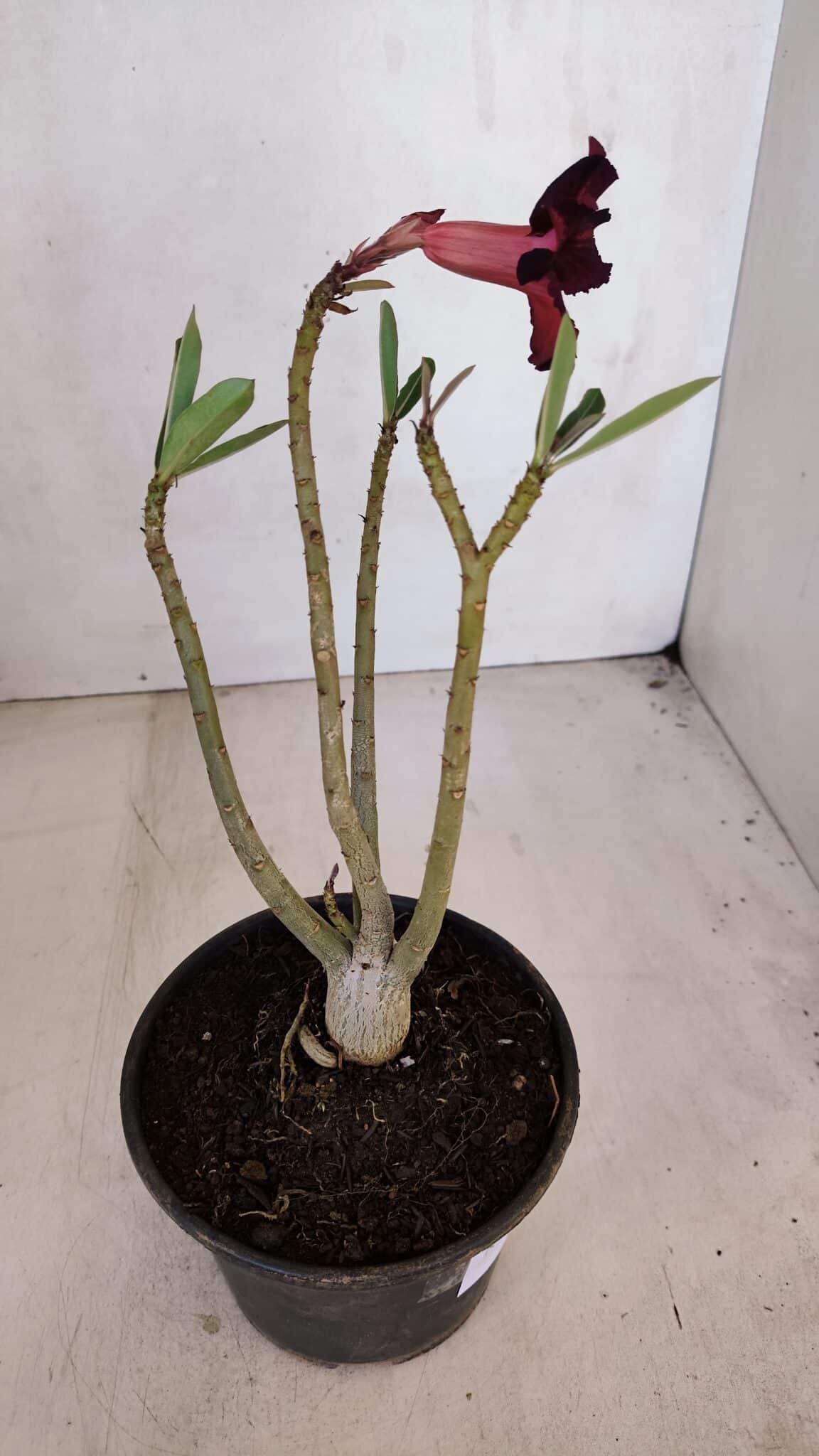 Planta Simples 3083 – 30cm – 02 anos