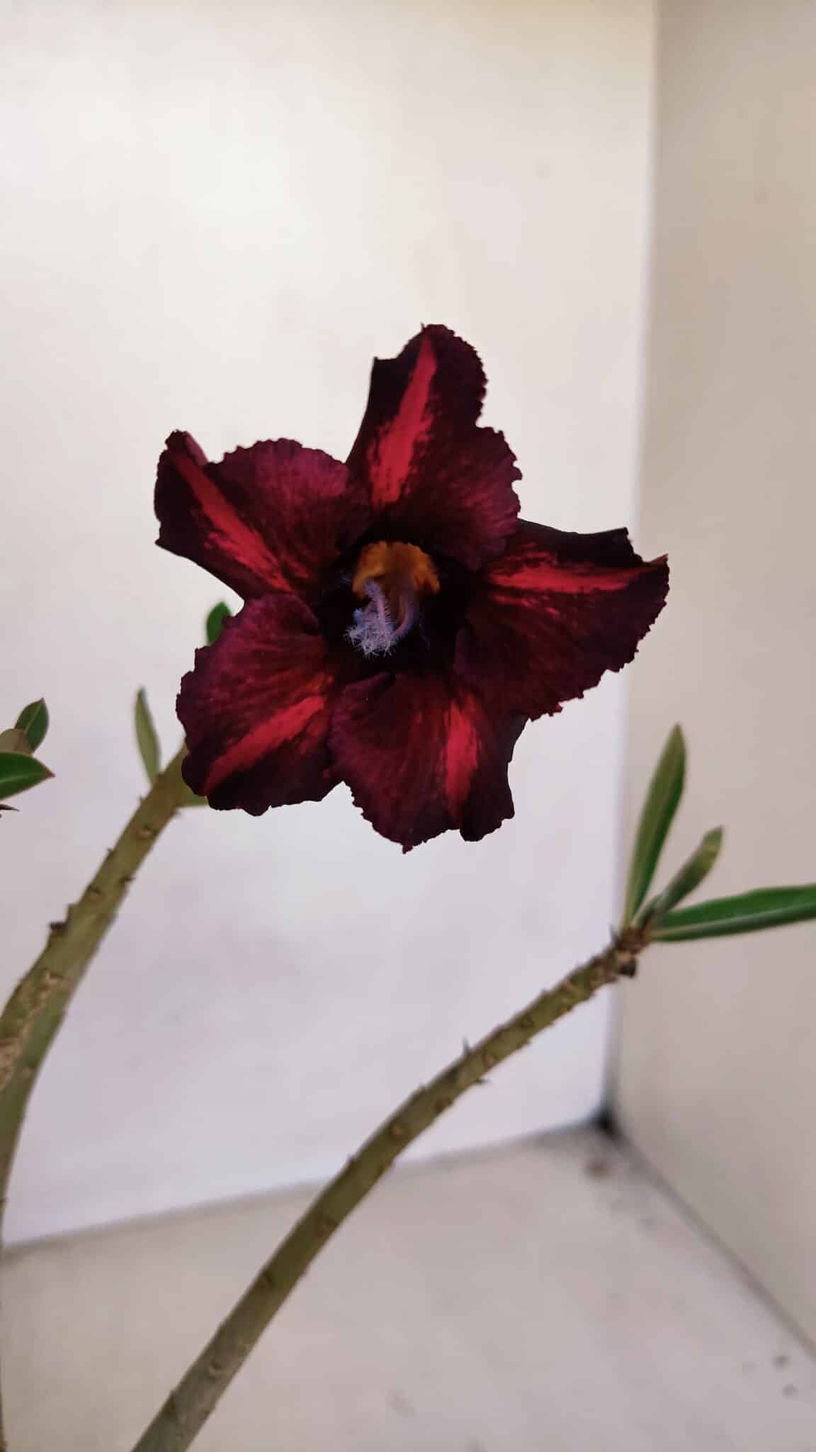 Planta Simples 3083 – 30cm – 02 anos