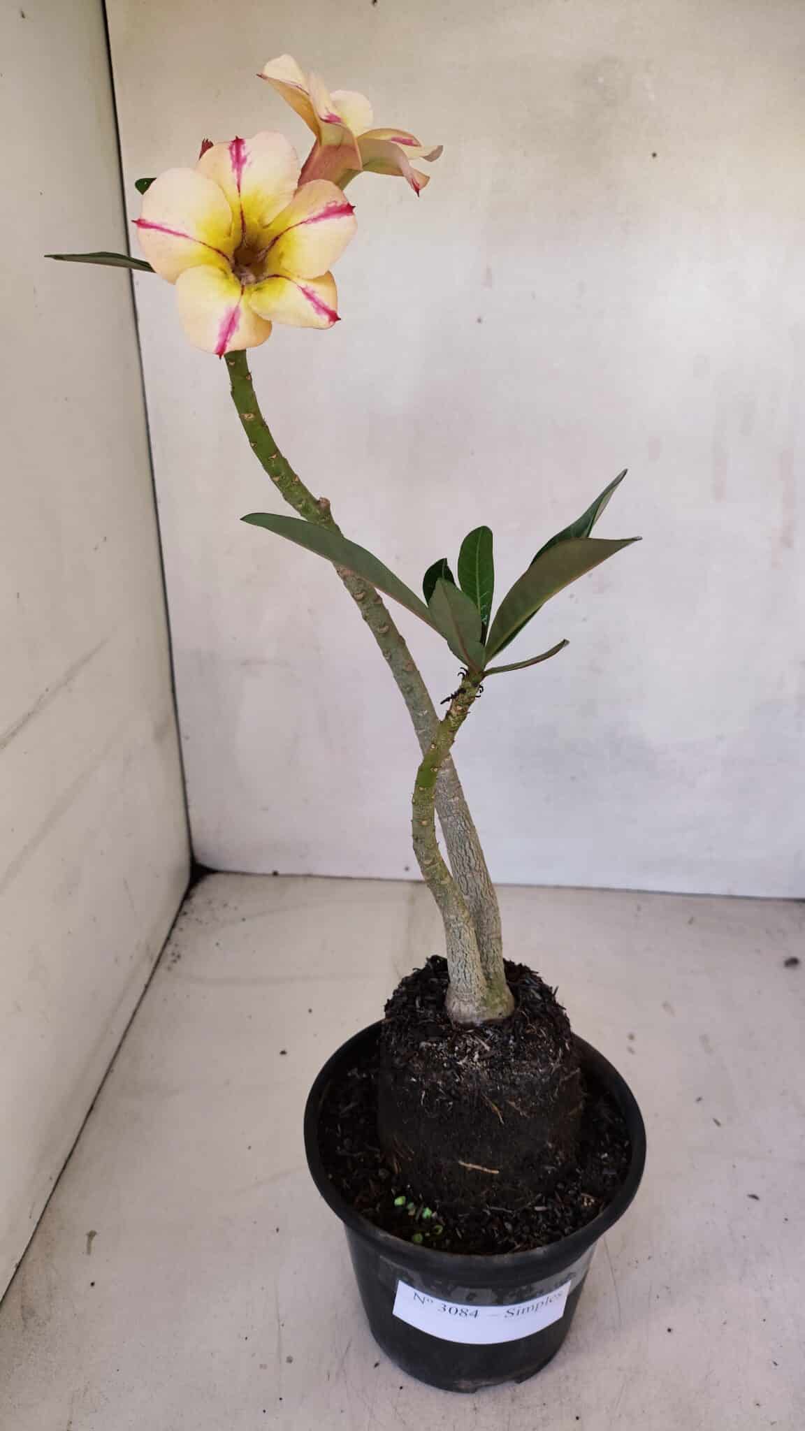 Planta Simples 3084 – 30cm – 03 anos