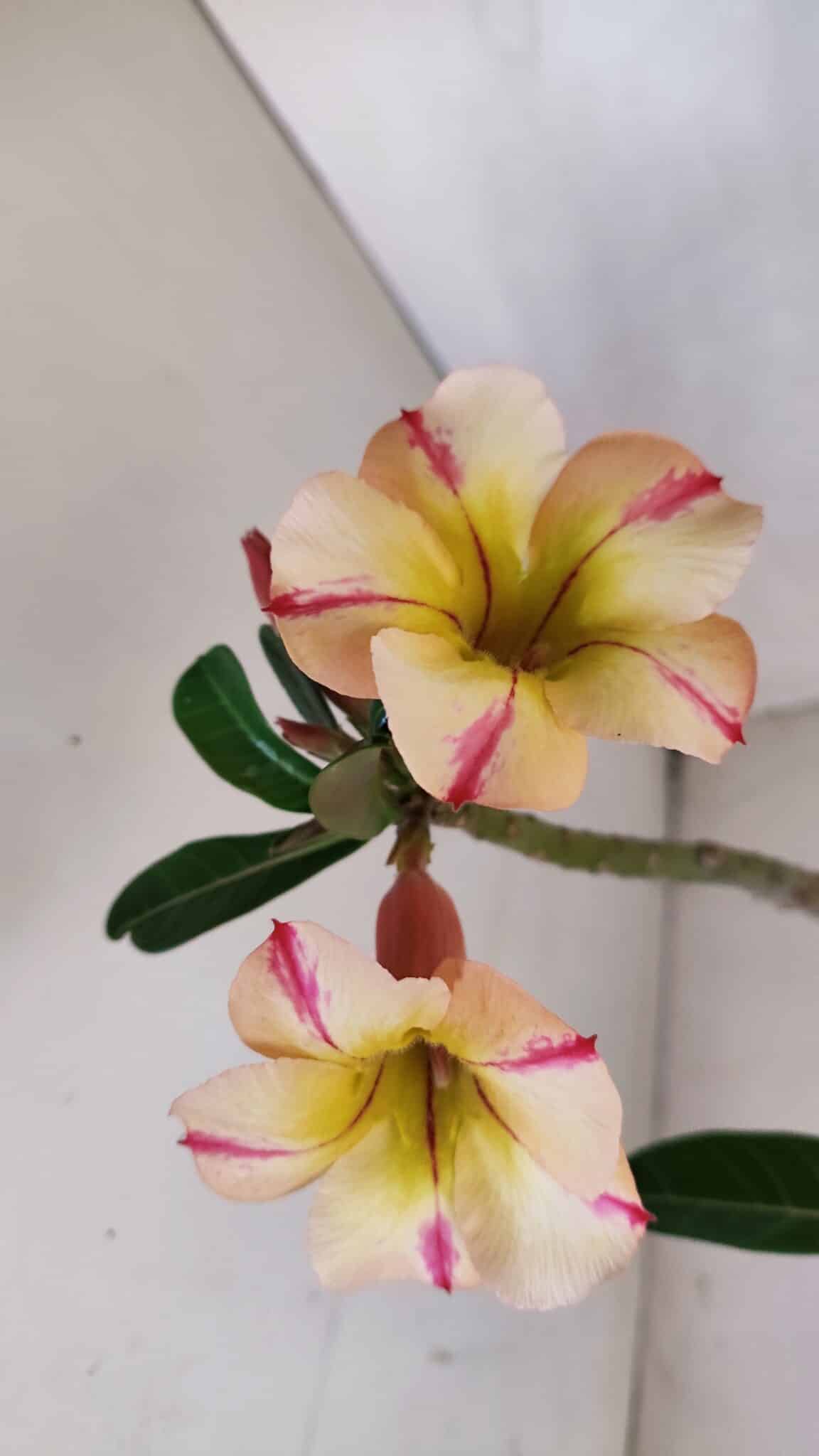 Planta Simples 3084 – 30cm – 03 anos