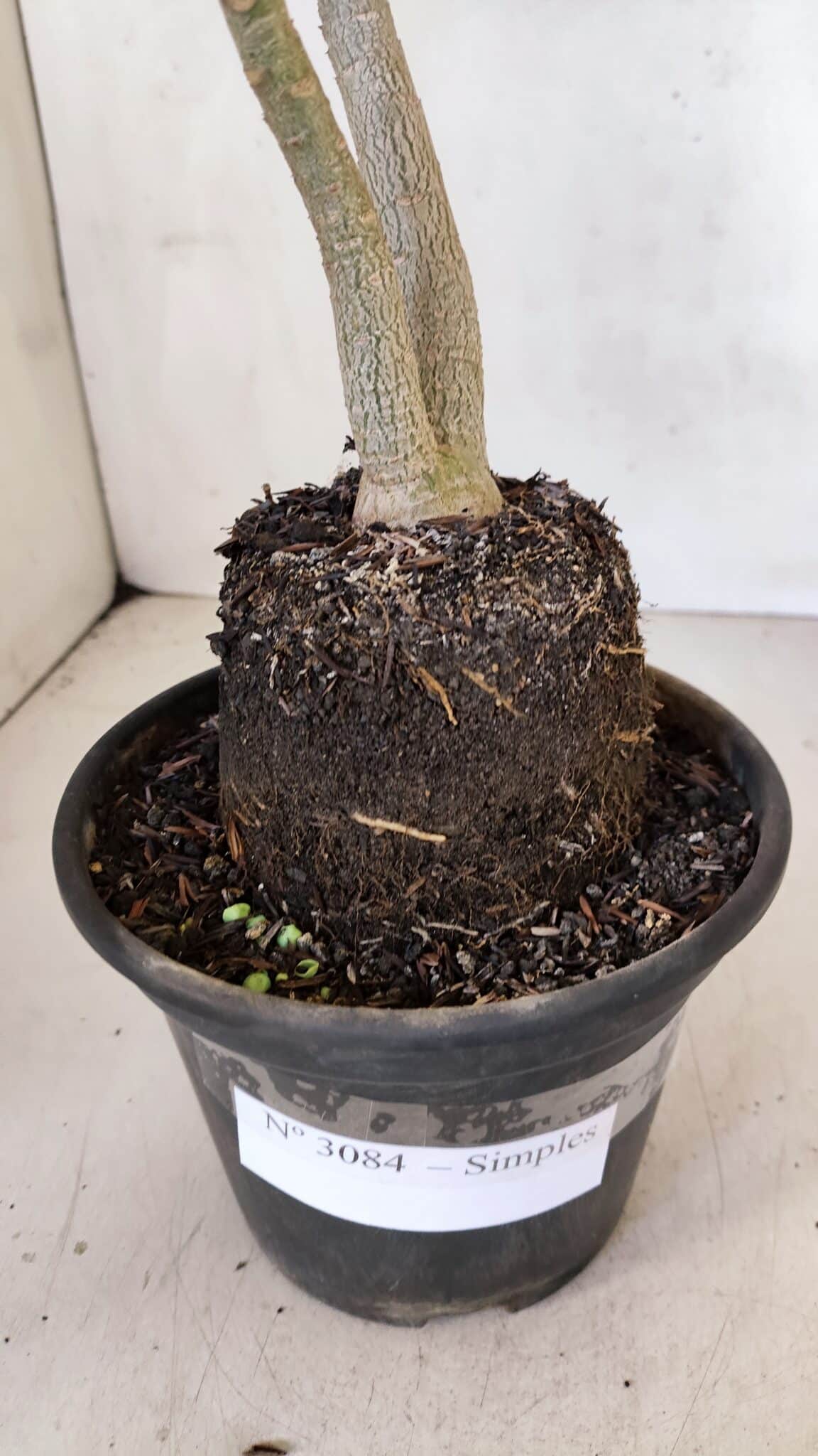 Planta Simples 3084 – 30cm – 03 anos