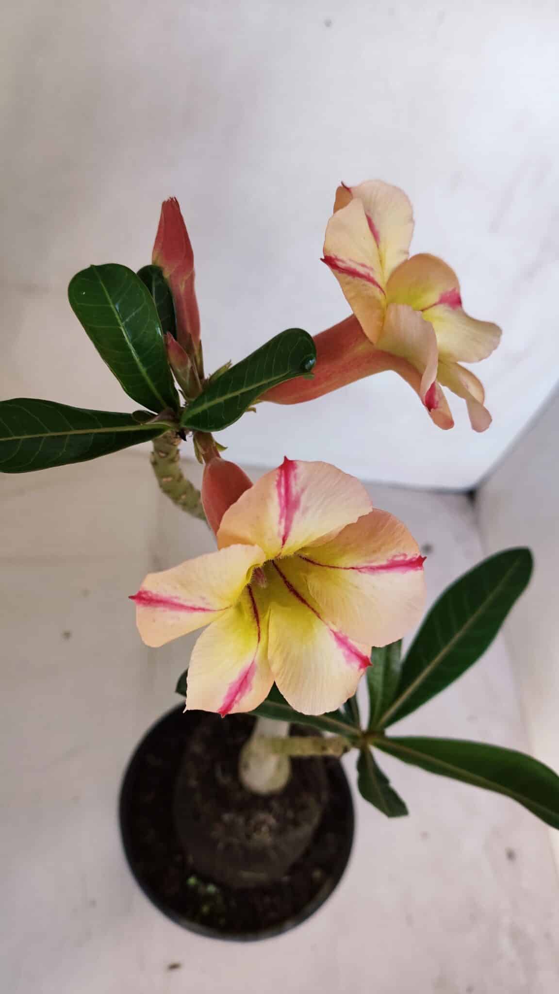 Planta Simples 3084 – 30cm – 03 anos