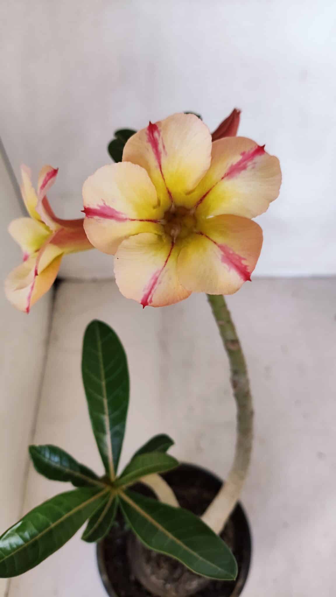Planta Simples 3084 – 30cm – 03 anos
