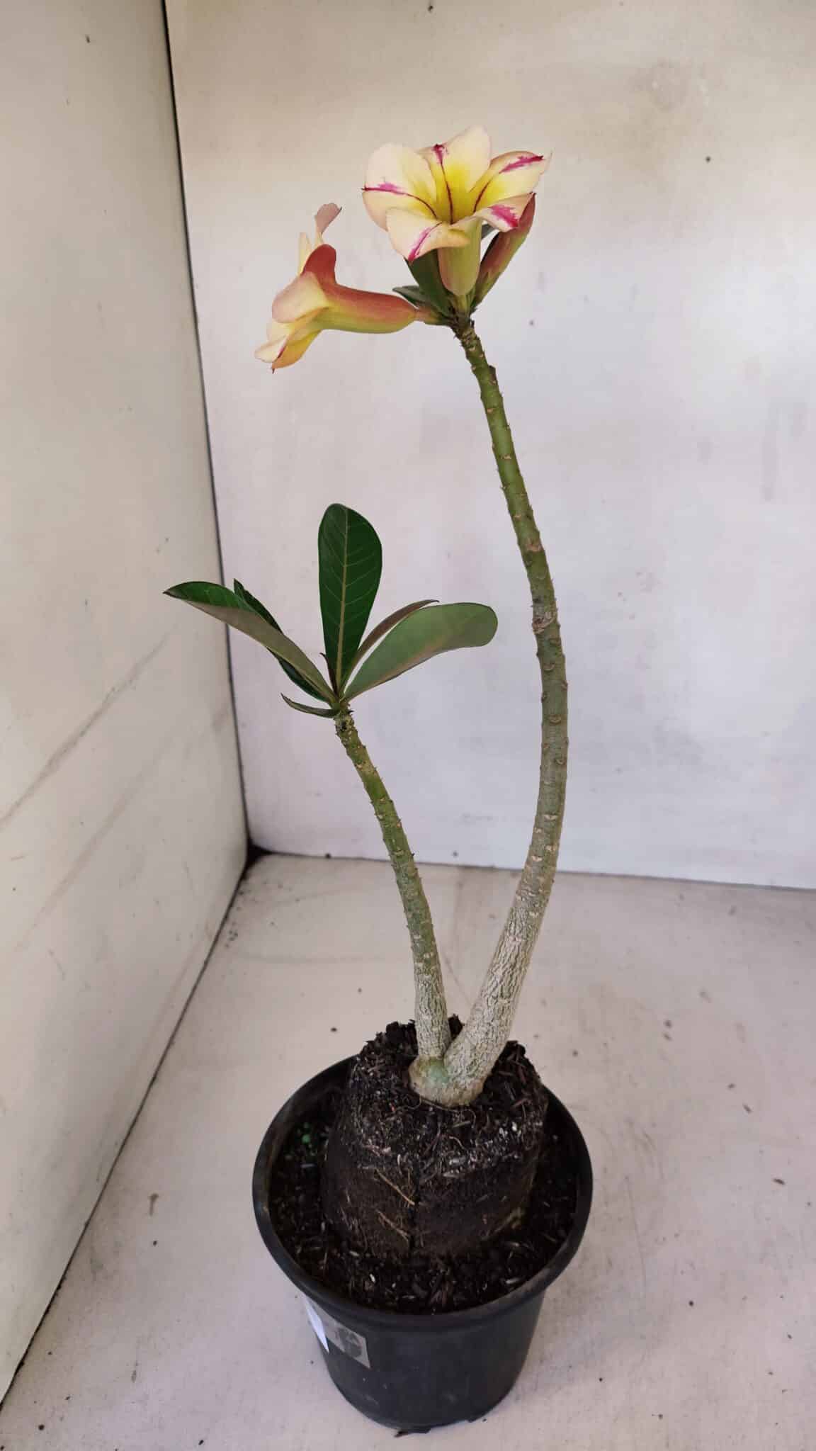 Planta Simples 3084 – 30cm – 03 anos