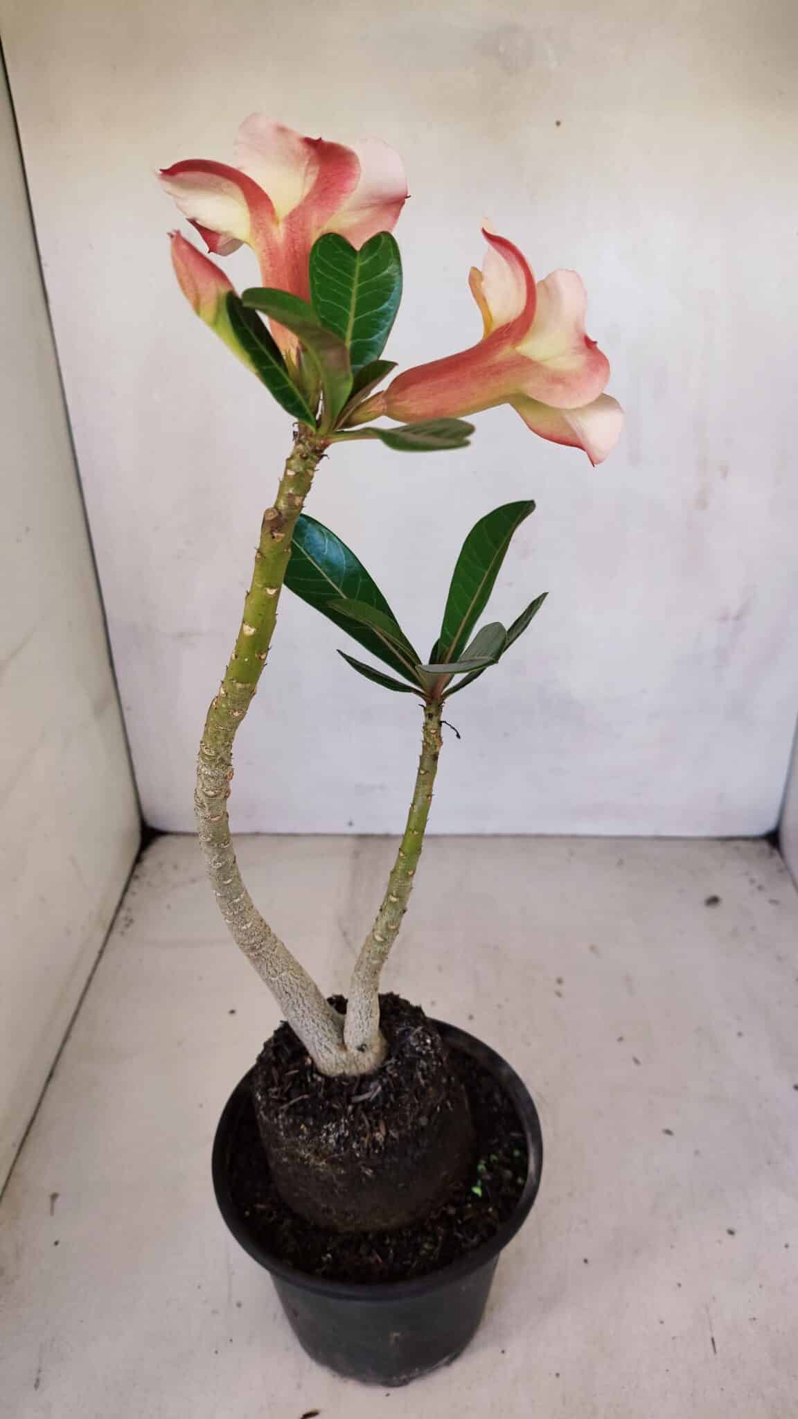 Planta Simples 3084 – 30cm – 03 anos