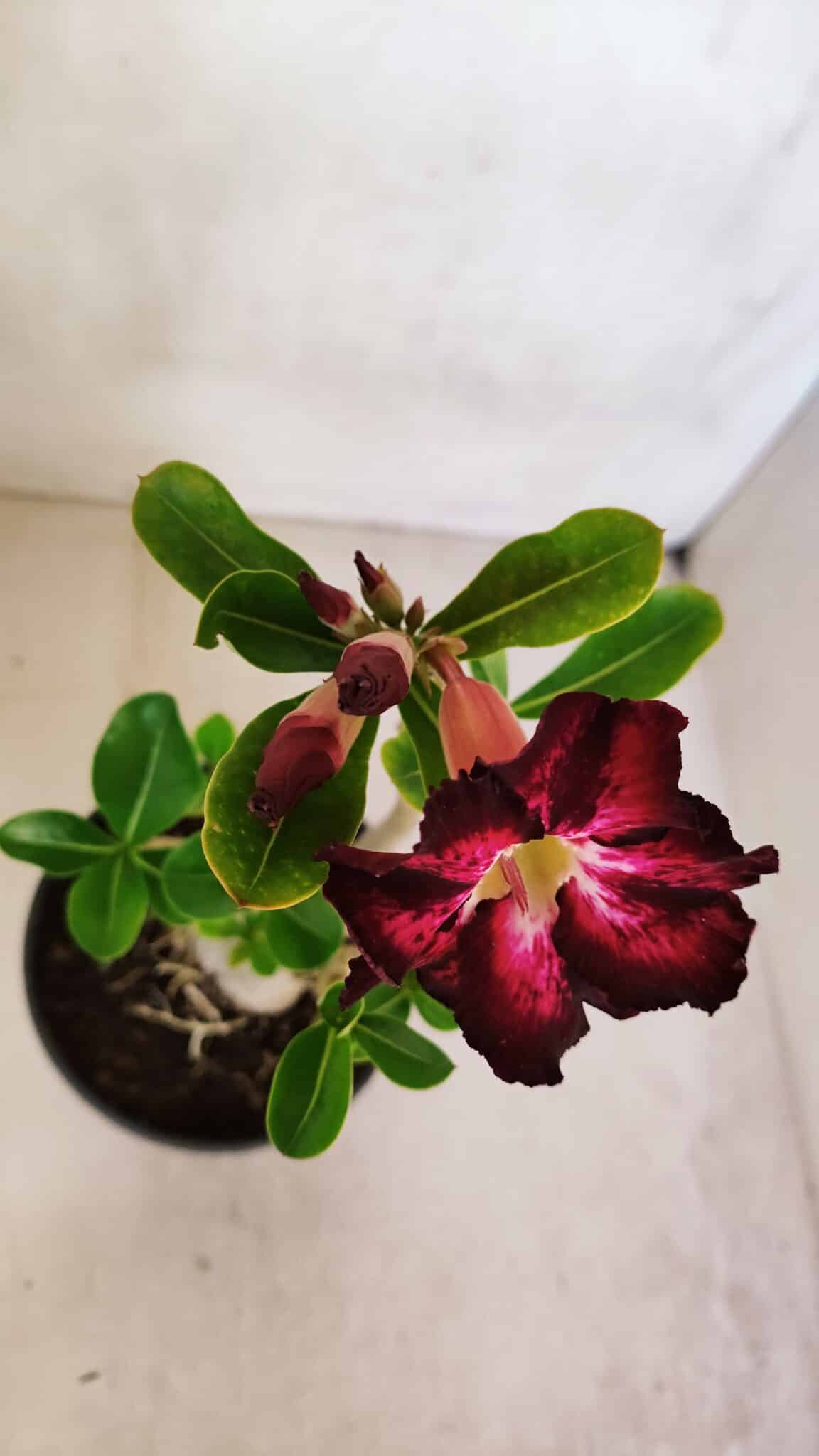 Planta Simples 3085 – 30cm – 02 anos