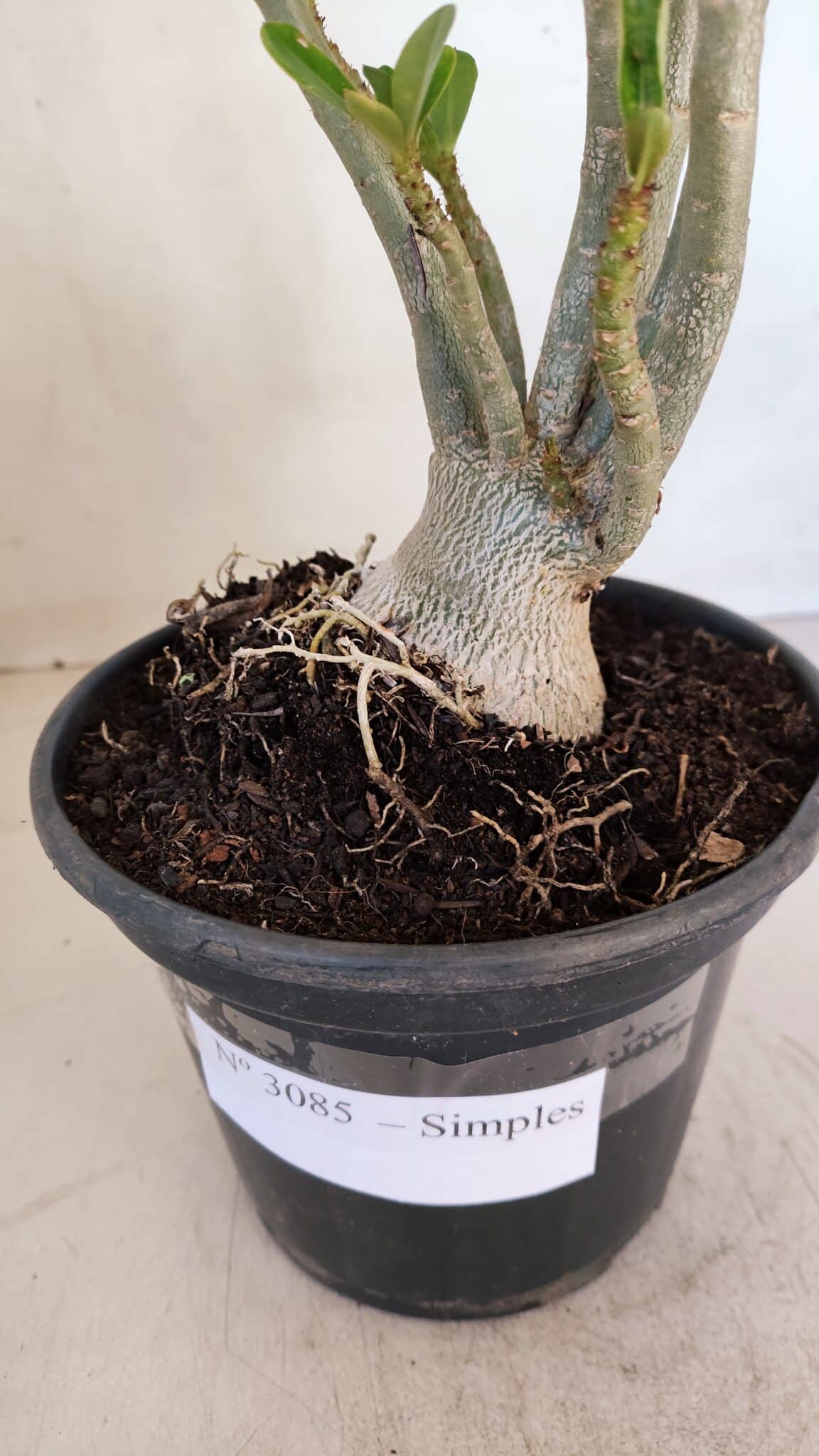 Planta Simples 3085 – 30cm – 02 anos