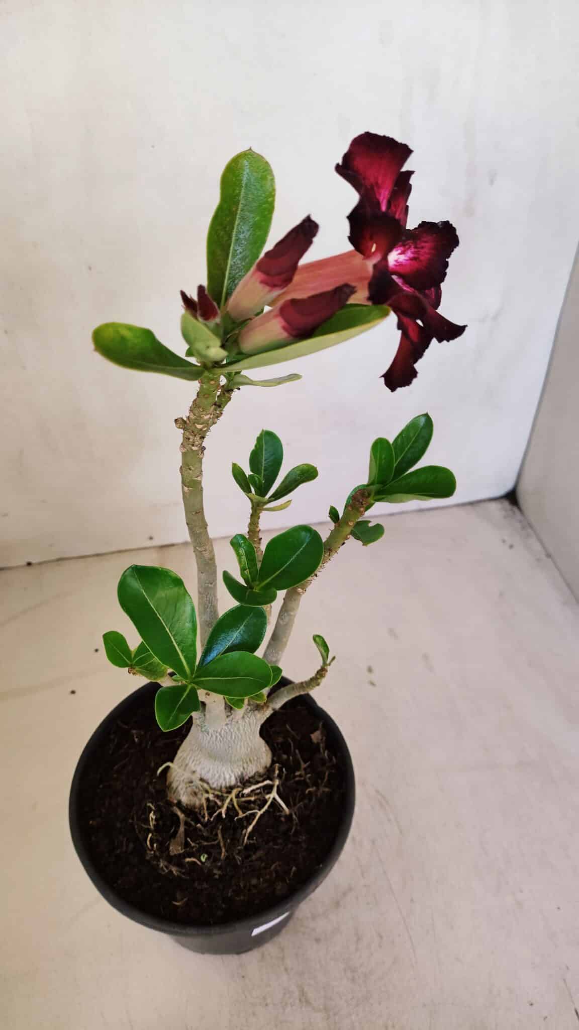 Planta Simples 3085 – 30cm – 02 anos