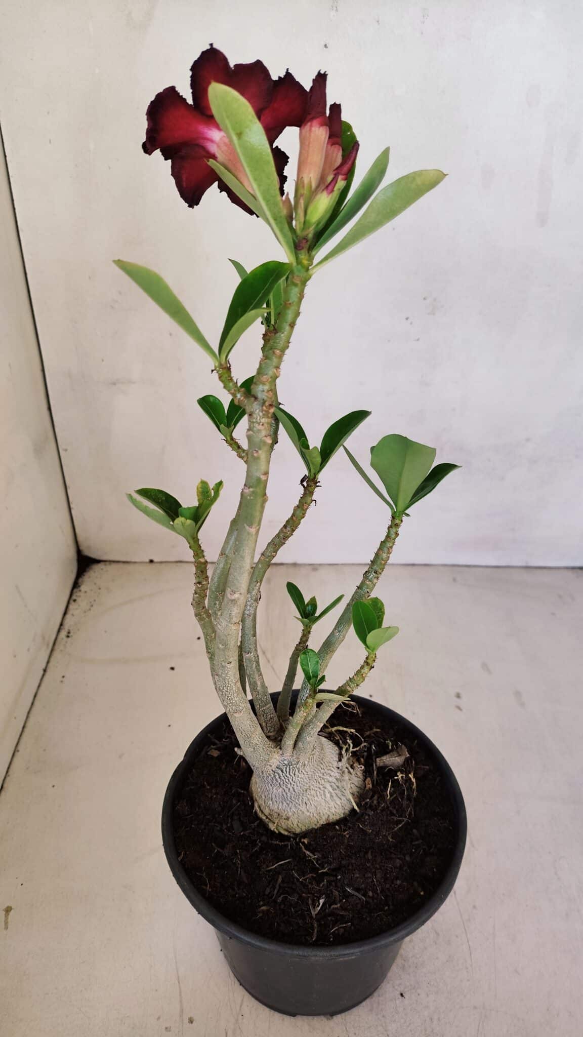 Planta Simples 3085 – 30cm – 02 anos