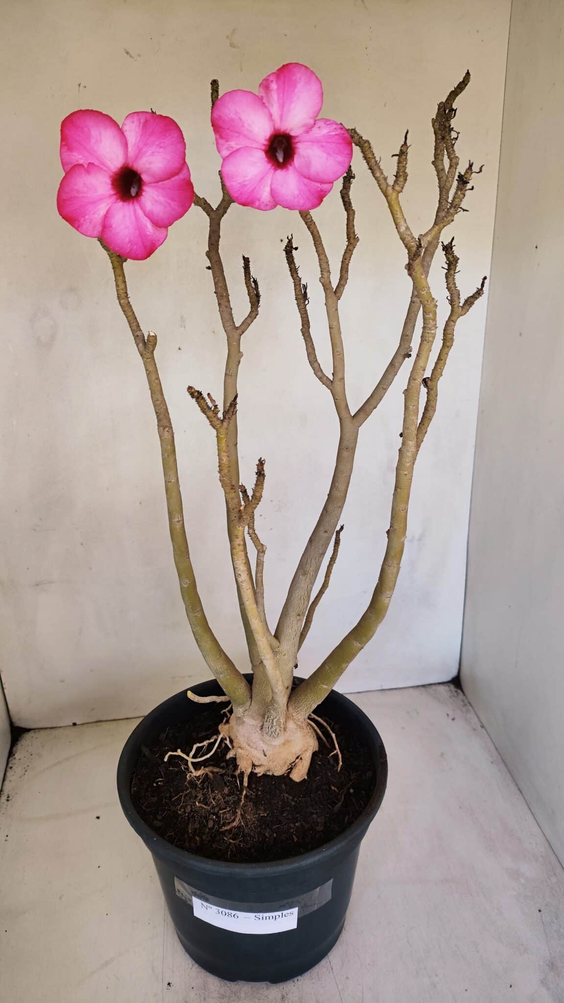 Planta Simples 3086 – 45cm – 04 anos