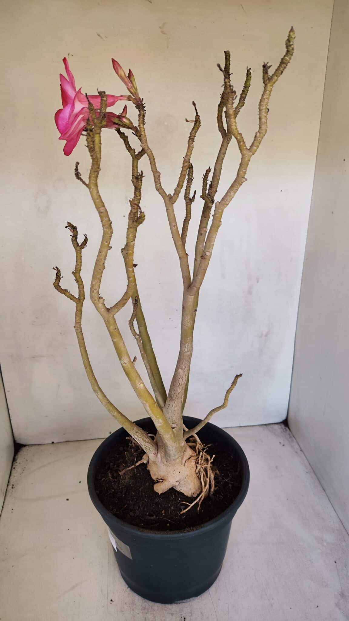 Planta Simples 3086 – 45cm – 04 anos
