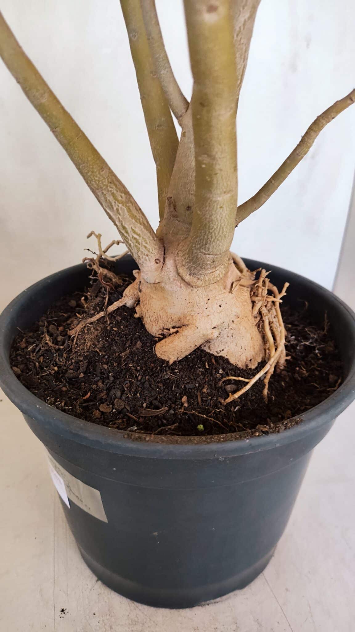 Planta Simples 3086 – 45cm – 04 anos