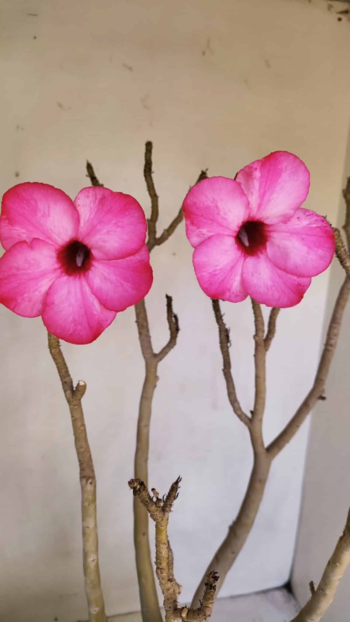 Planta Simples 3086 – 45cm – 04 anos