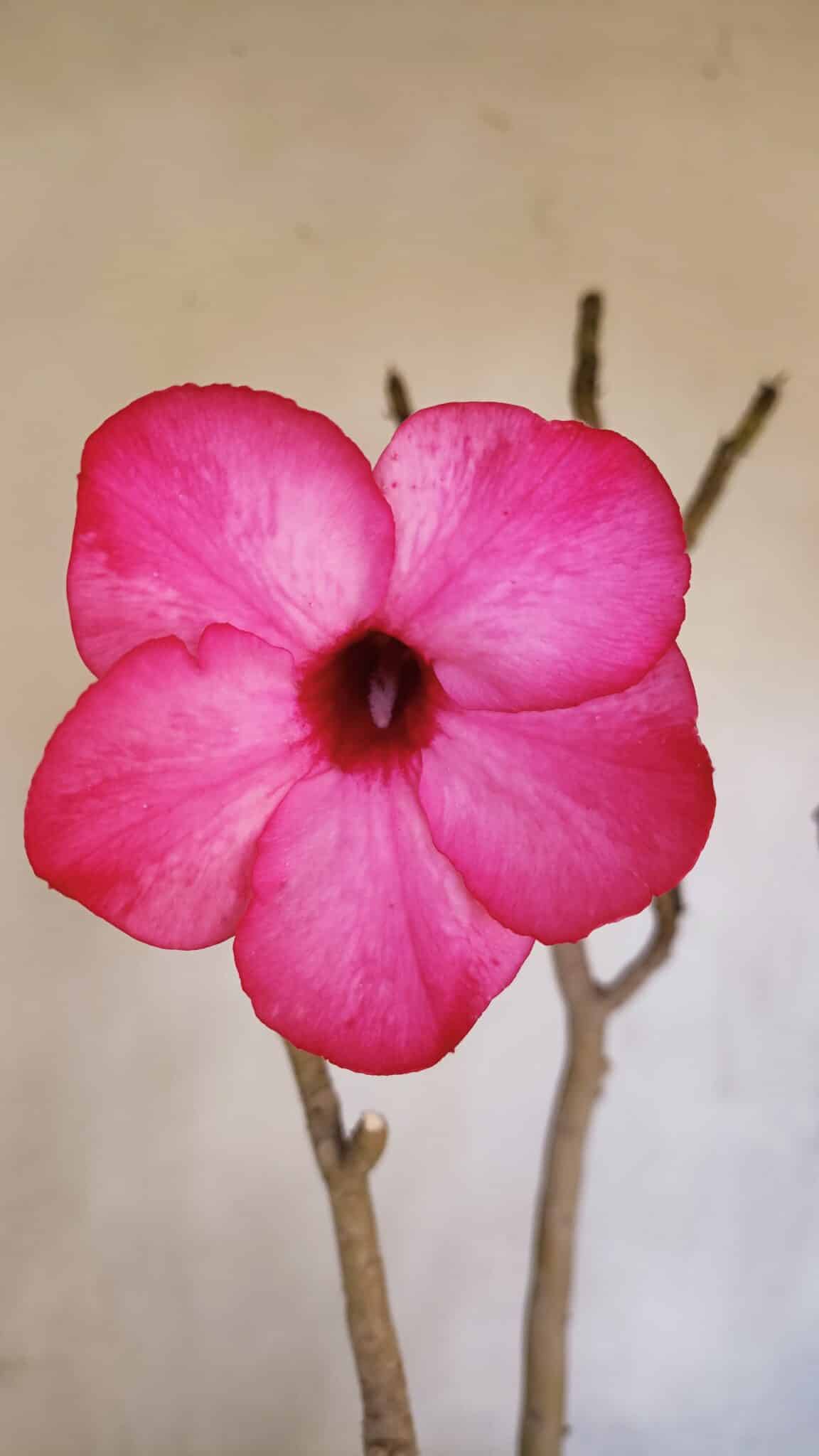 Planta Simples 3086 – 45cm – 04 anos