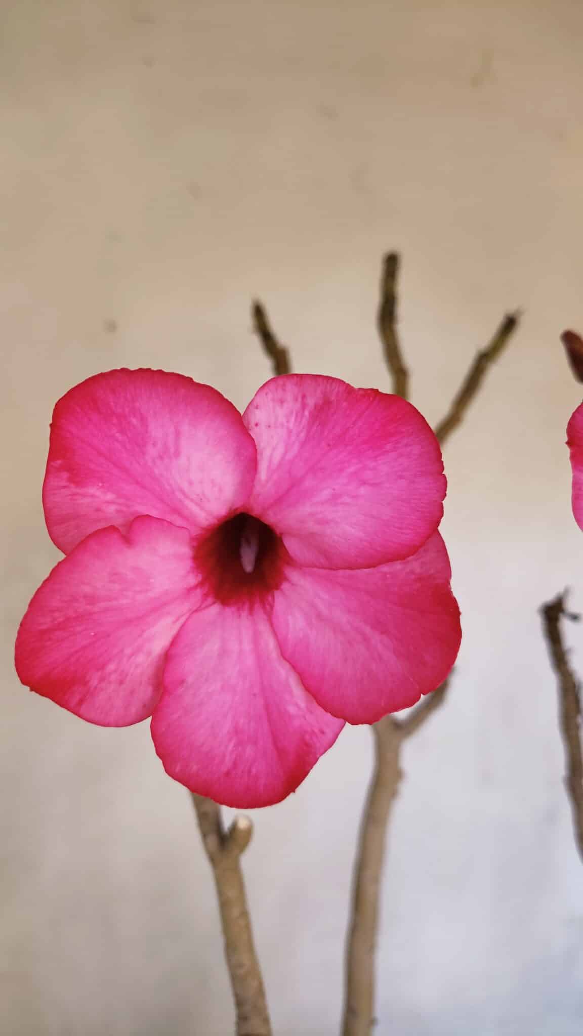 Planta Simples 3086 – 45cm – 04 anos