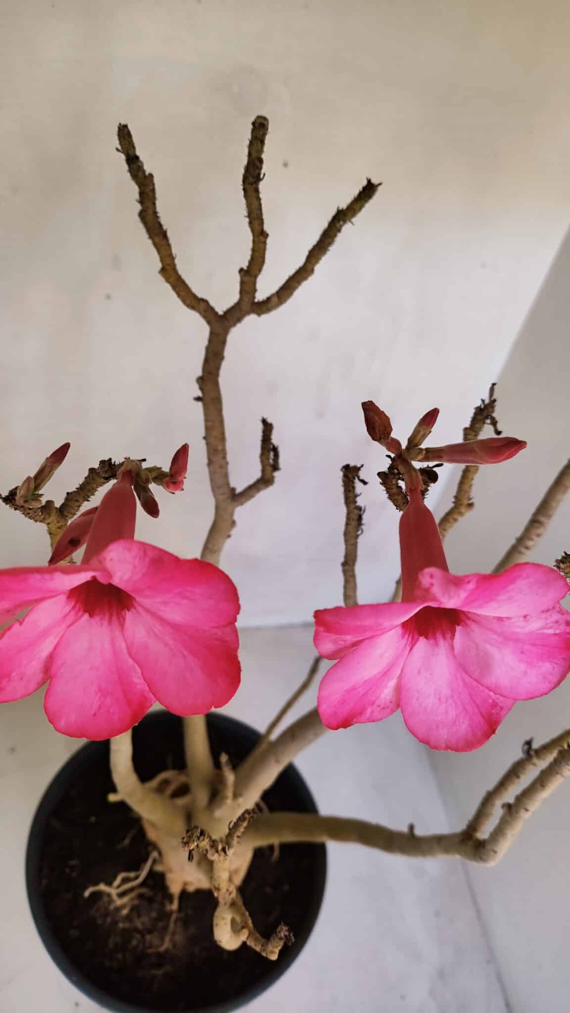 Planta Simples 3086 – 45cm – 04 anos