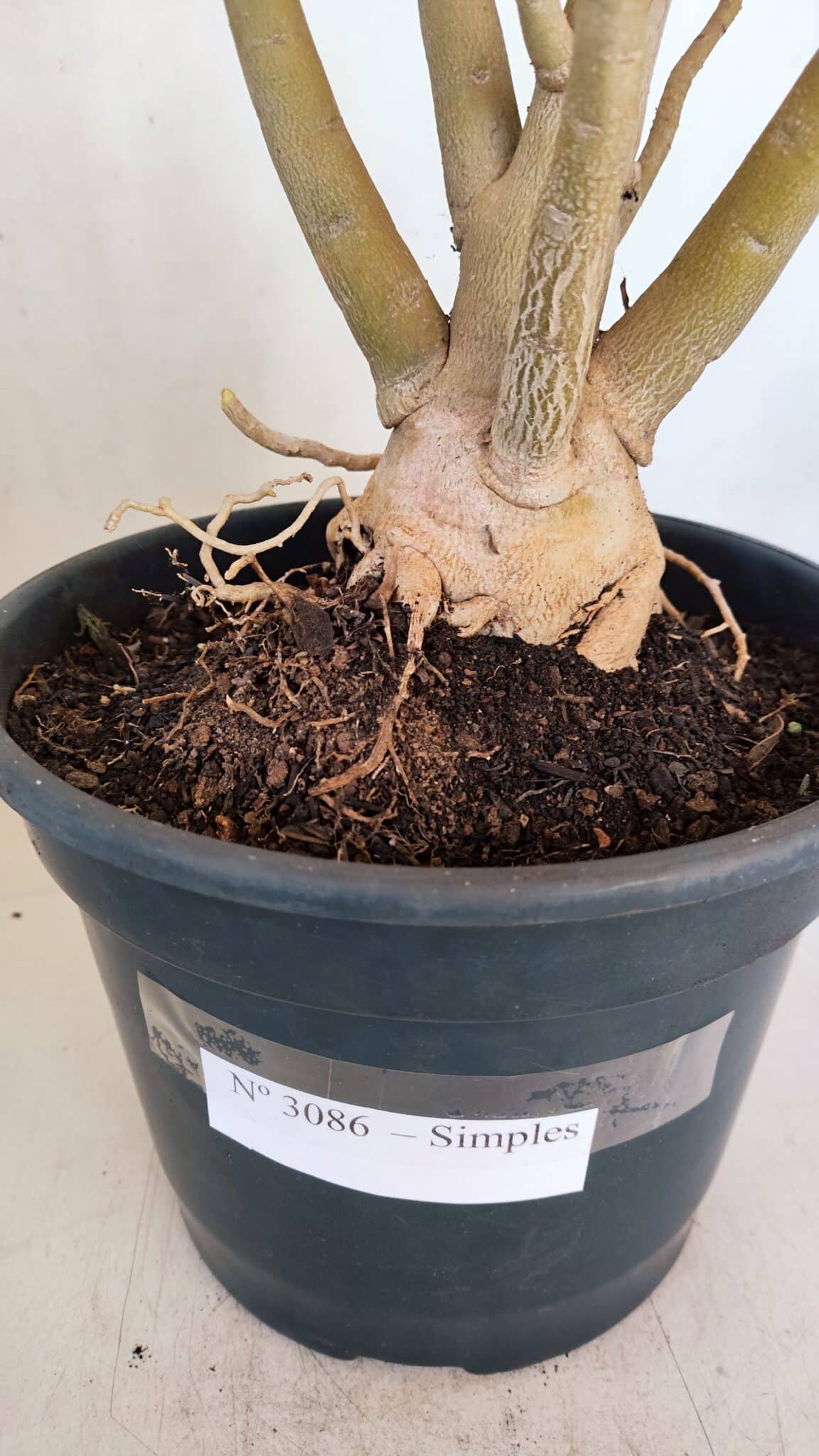 Planta Simples 3086 – 45cm – 04 anos