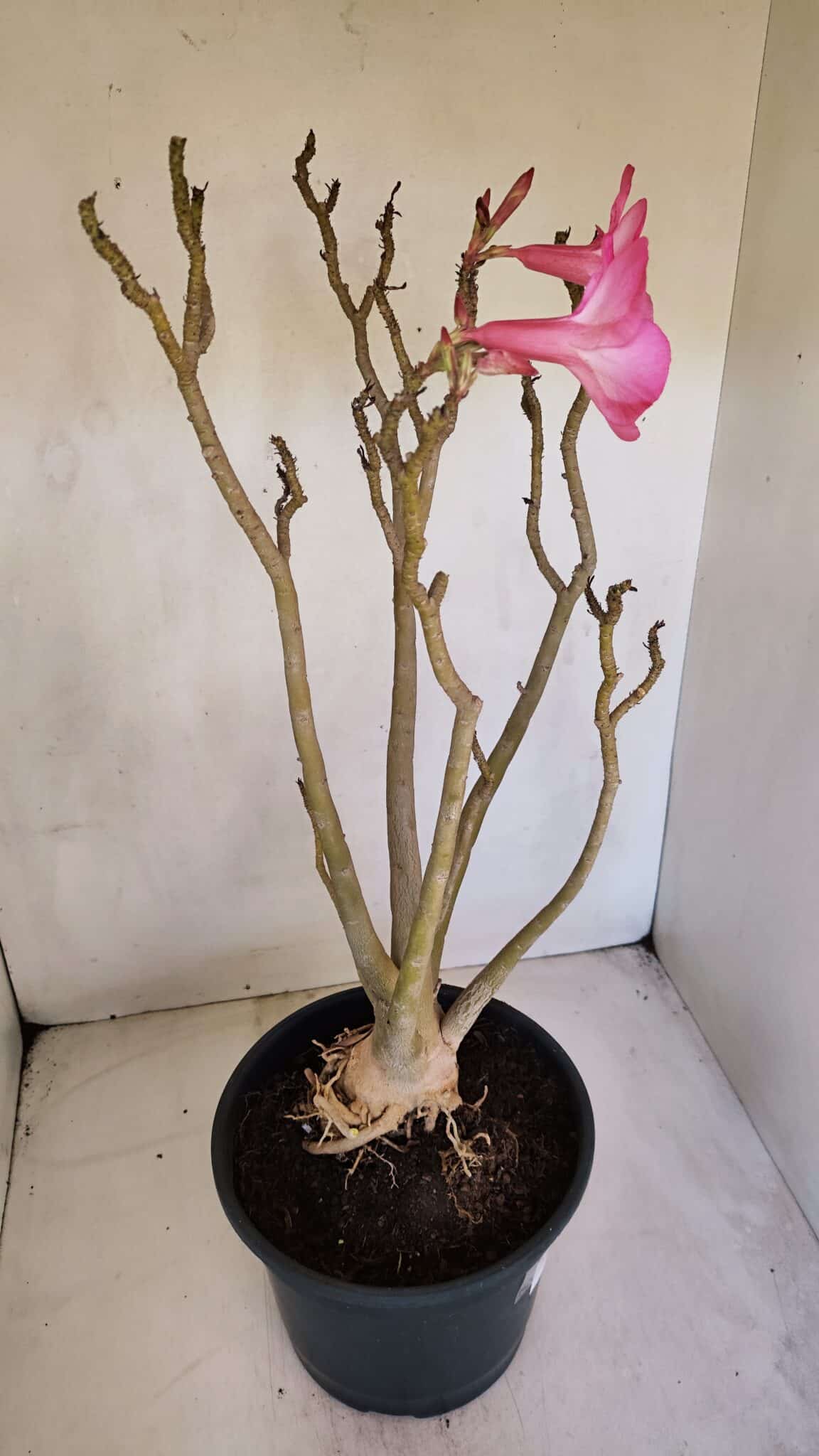 Planta Simples 3086 – 45cm – 04 anos