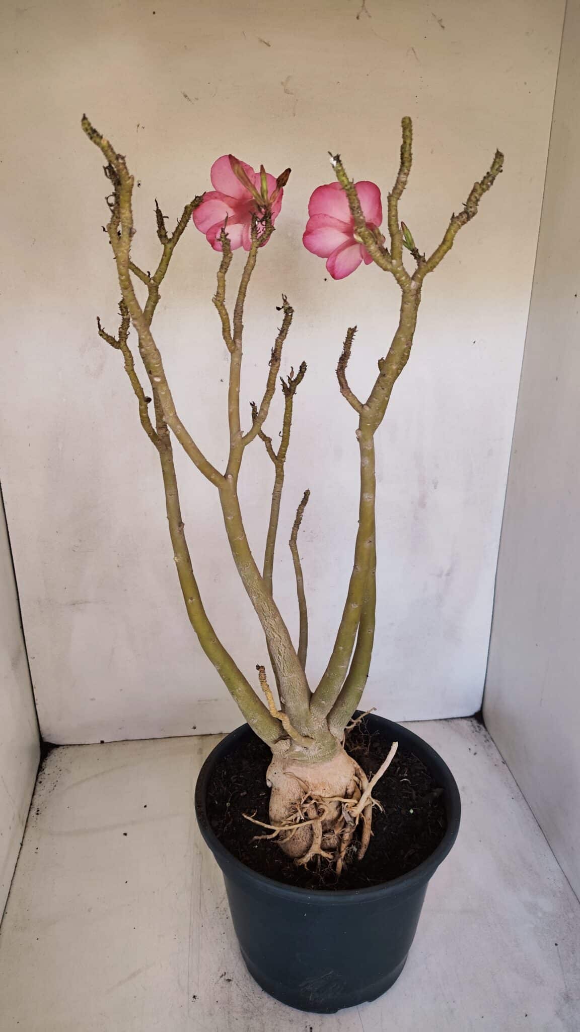 Planta Simples 3086 – 45cm – 04 anos