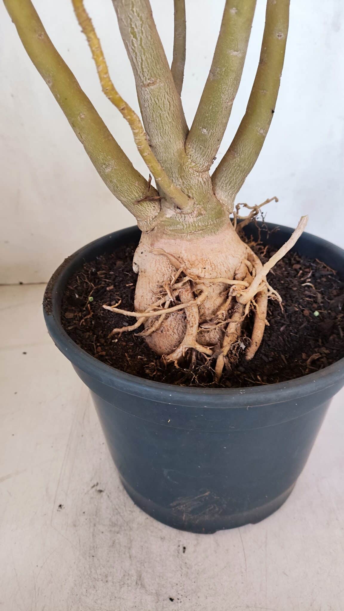 Planta Simples 3086 – 45cm – 04 anos