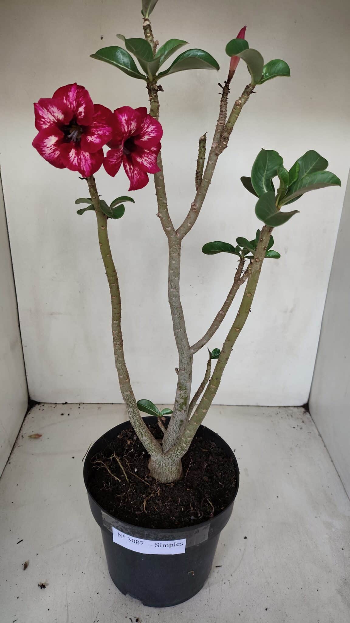 Planta Simples 3087 – 40cm – 03 anos