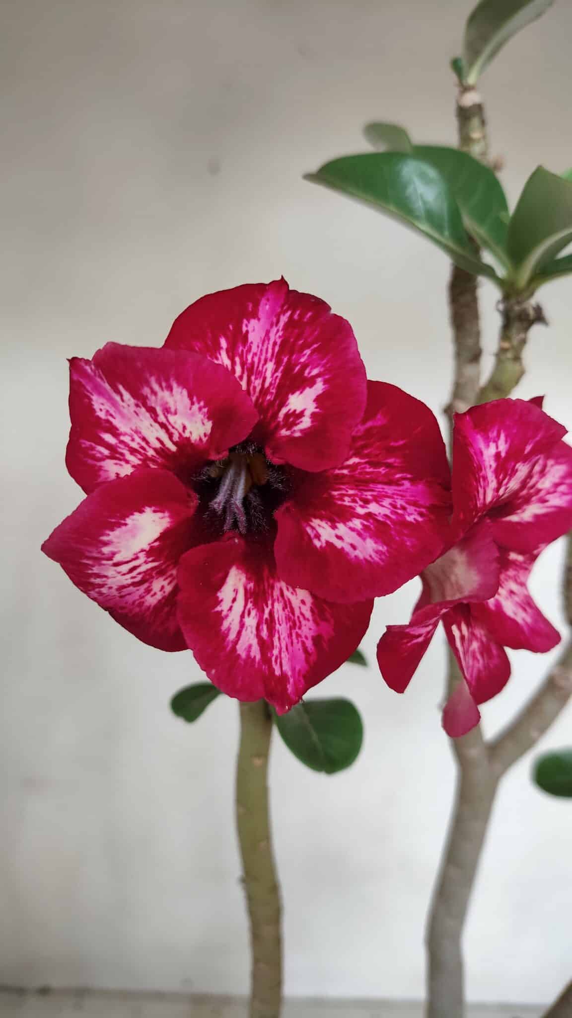 Planta Simples 3087 – 40cm – 03 anos
