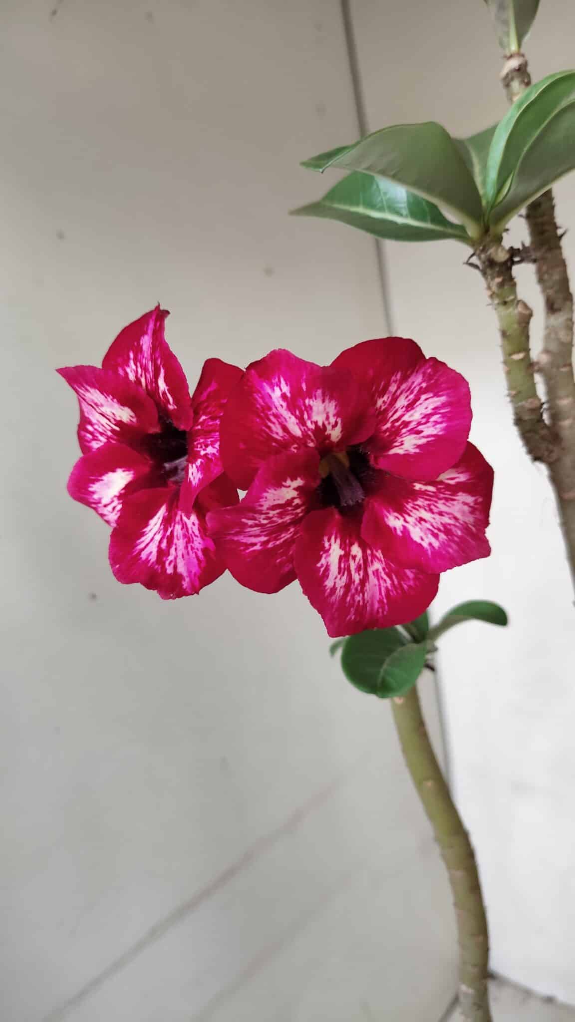 Planta Simples 3087 – 40cm – 03 anos
