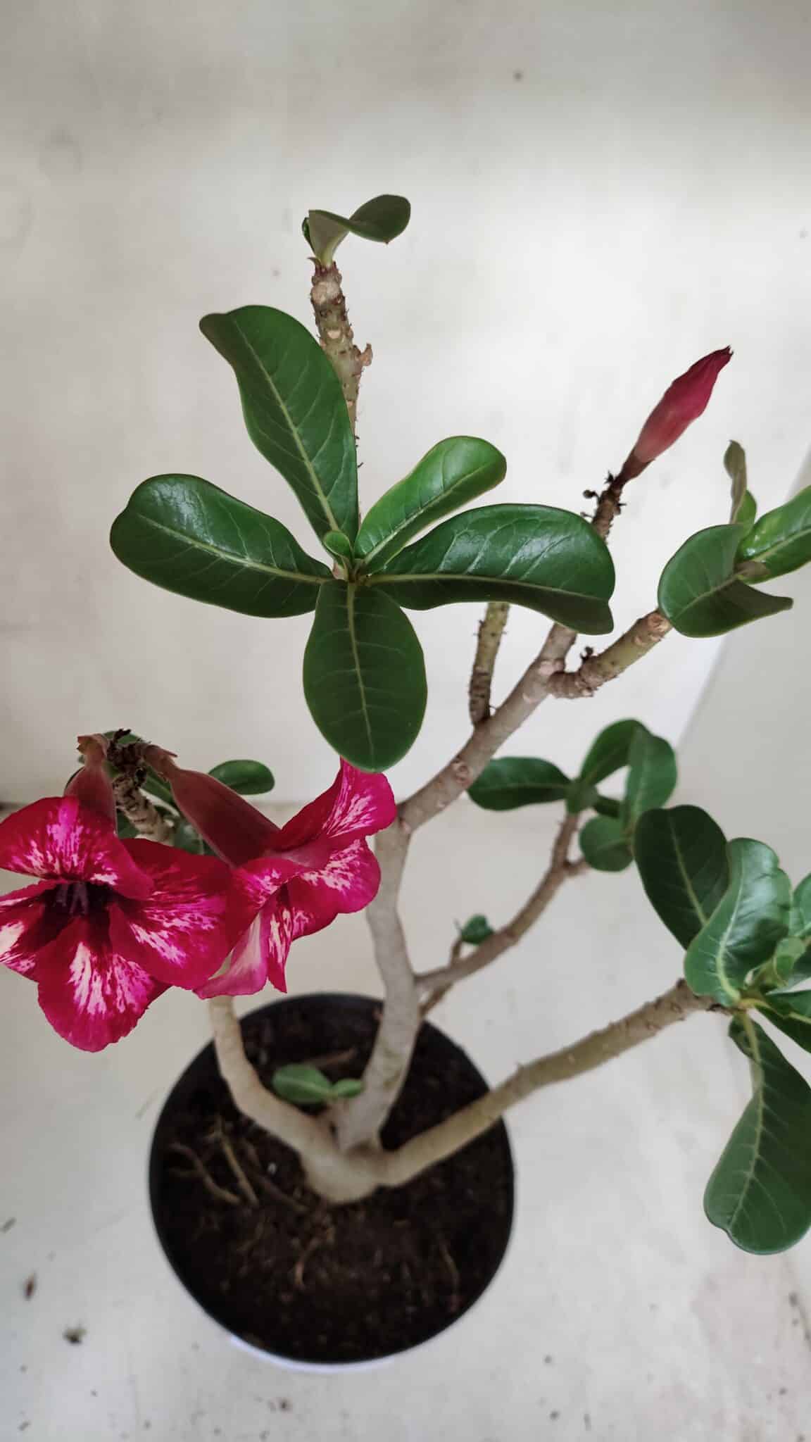 Planta Simples 3087 – 40cm – 03 anos
