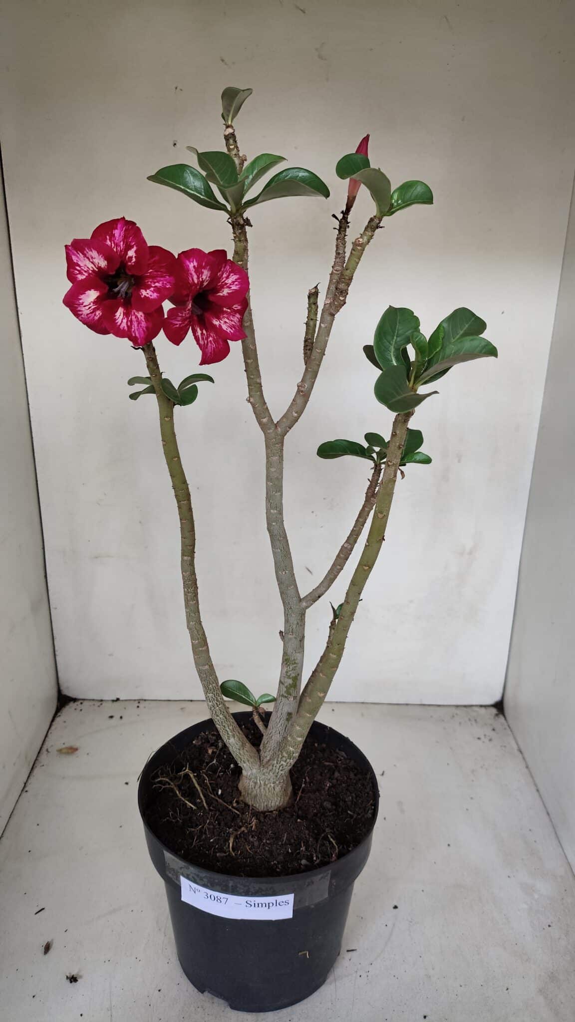 Planta Simples 3087 – 40cm – 03 anos