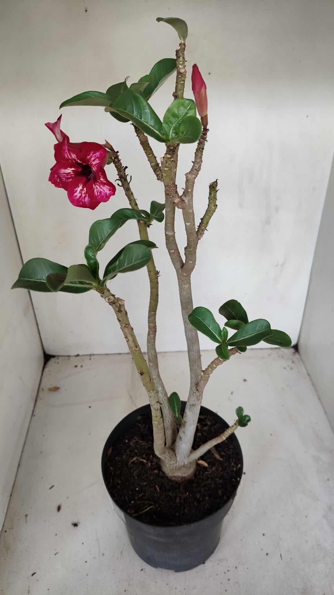 Planta Simples 3087 – 40cm – 03 anos