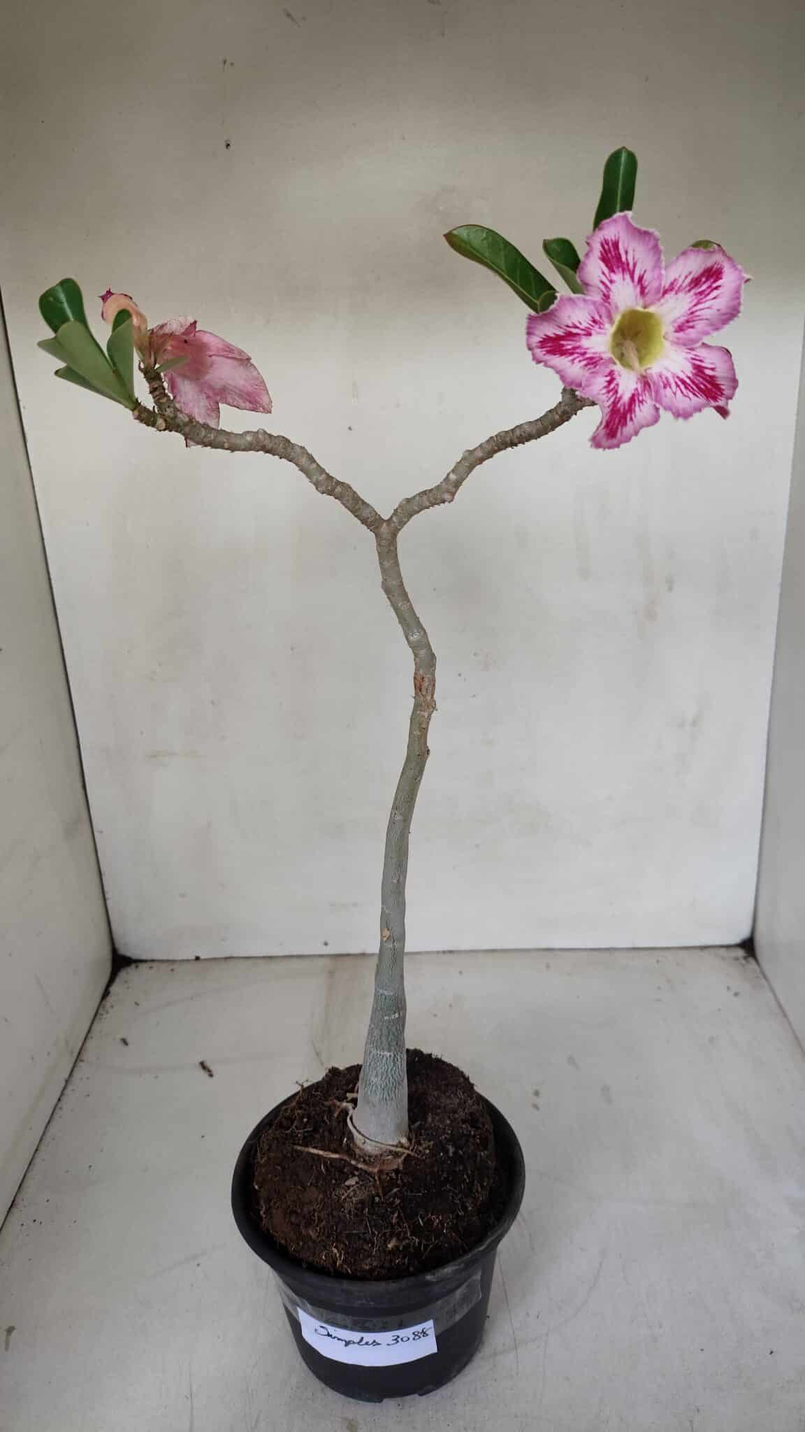 Planta Simples 3088 – 35cm – 03 anos