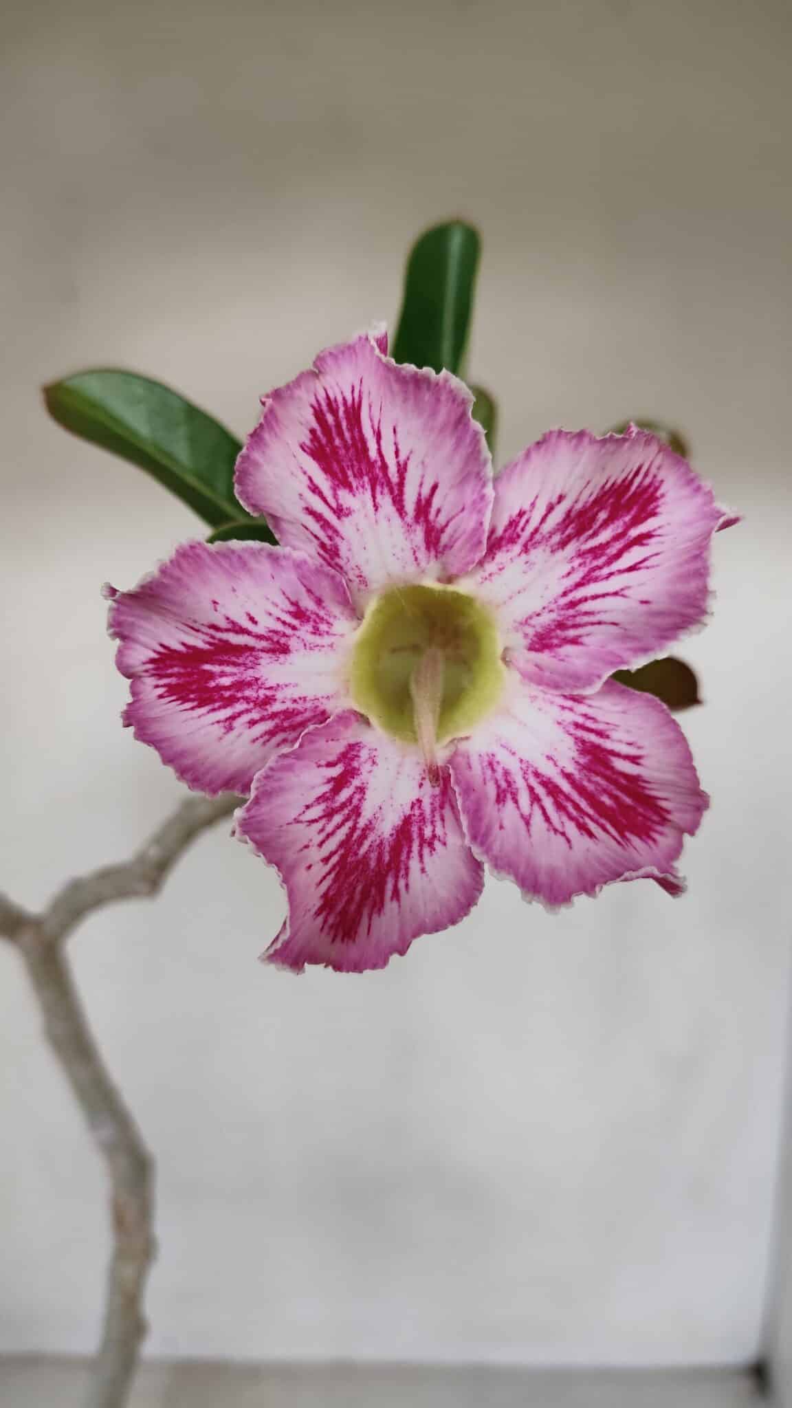 Planta Simples 3088 – 35cm – 03 anos