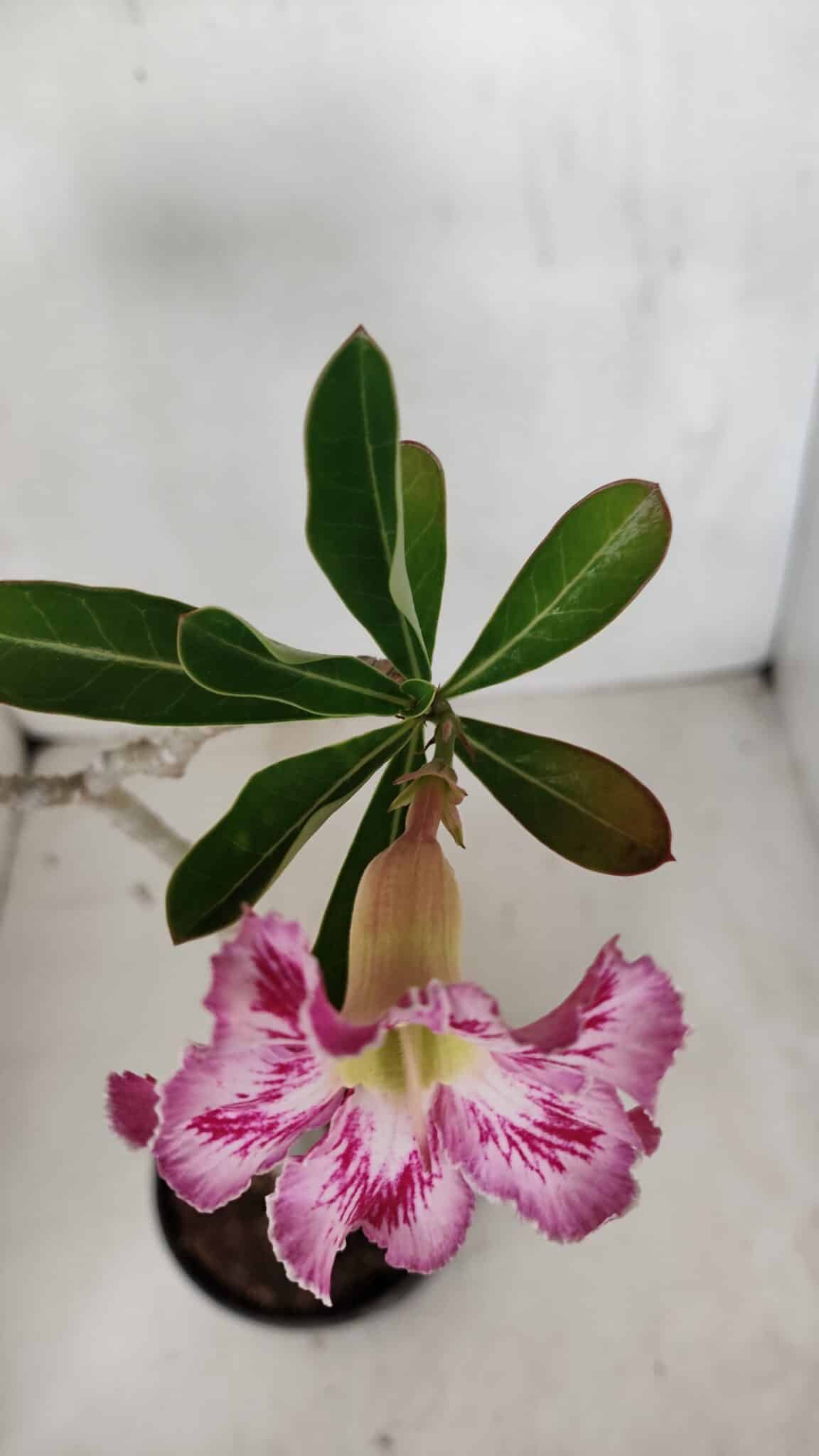 Planta Simples 3088 – 35cm – 03 anos