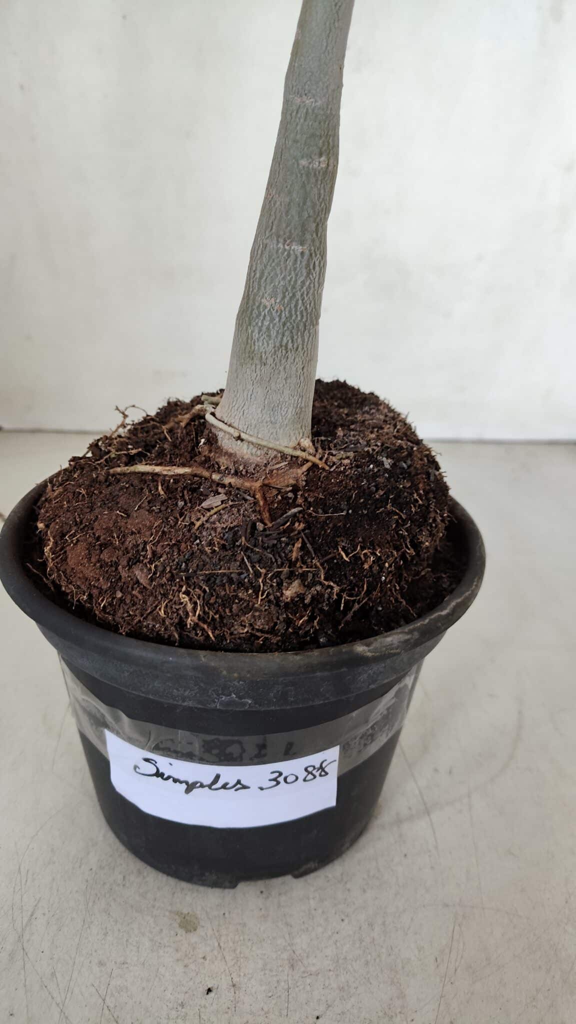 Planta Simples 3088 – 35cm – 03 anos